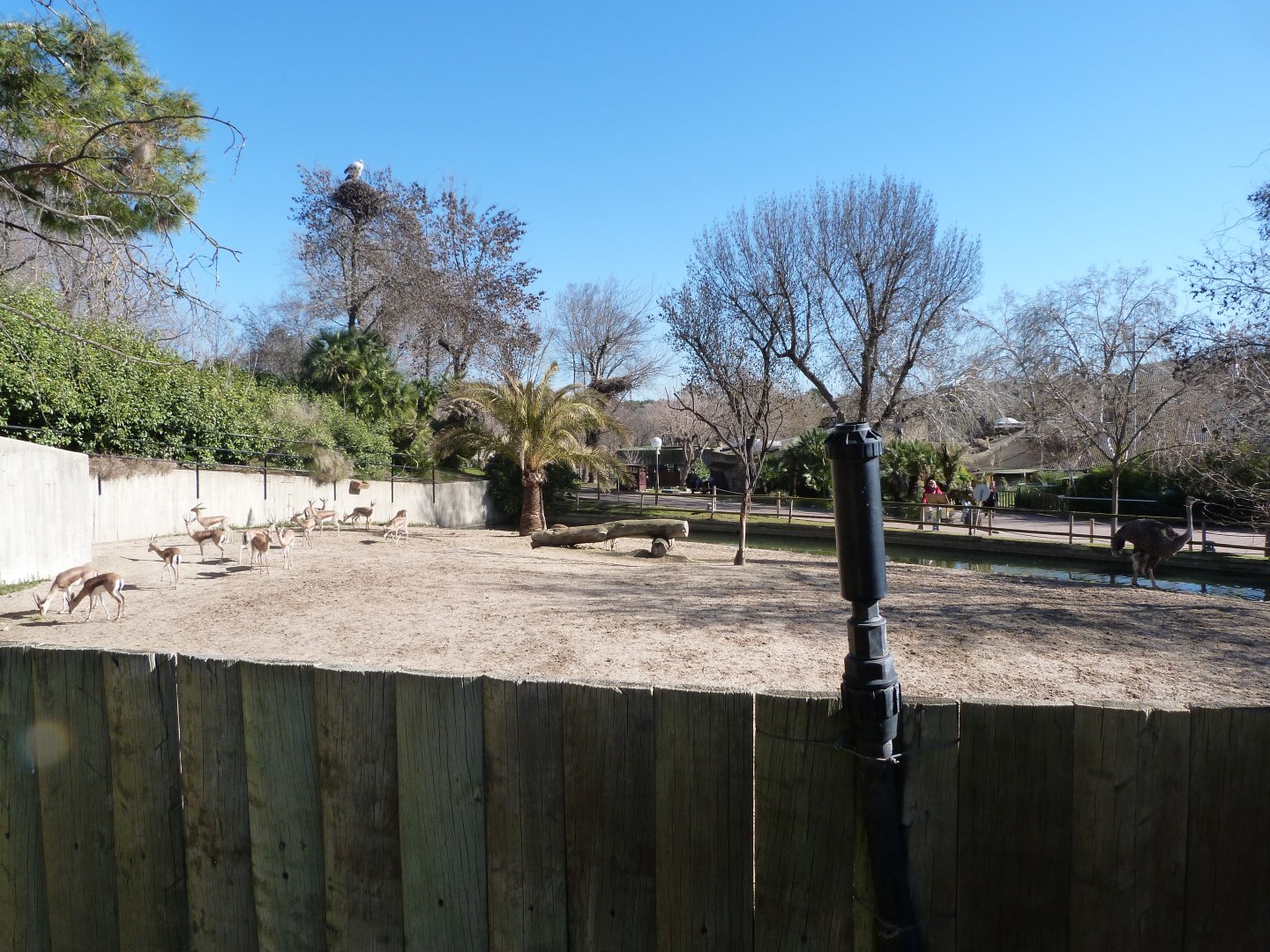 Saharan dorcas gazelle and Common ostrich exhibit -Zoo Aquarium de Madrid (2025)