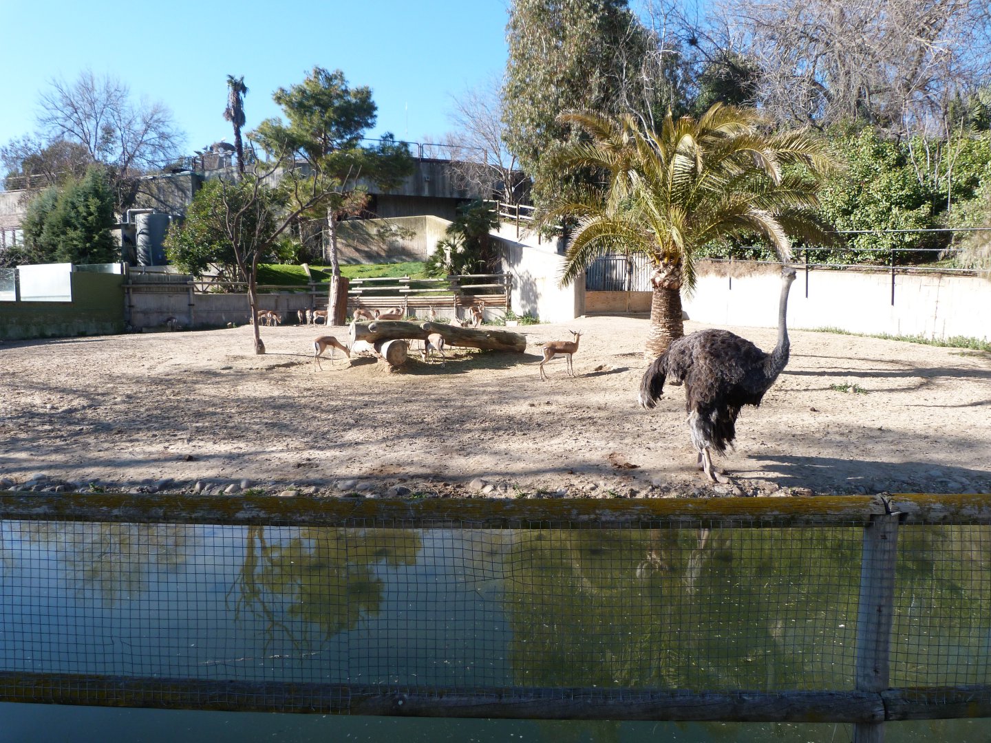 Saharan dorcas gazelle and Common ostrich exhibit -Zoo Aquarium de Madrid (2025)