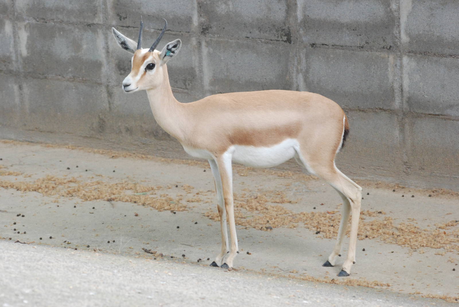 Saharan Dorcas Gazelle at Barcelona, 30/05/11