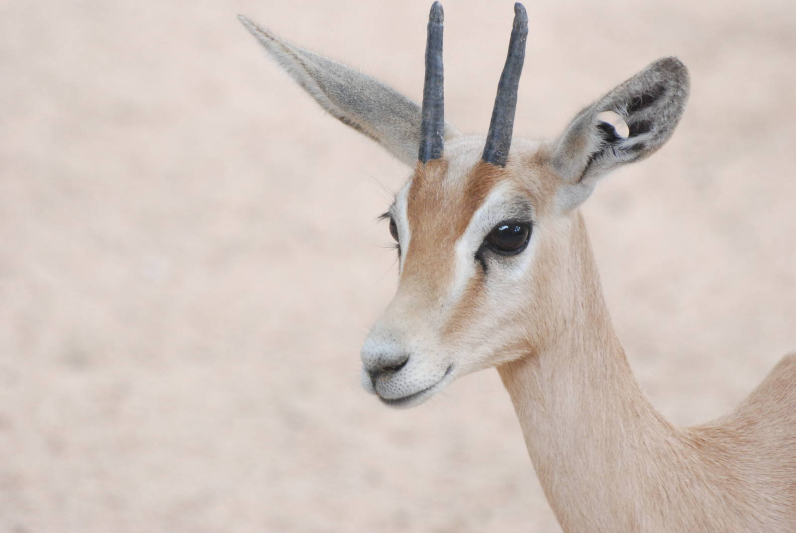 Saharan Dorcas Gazelle at Barcelona, 30/05/11