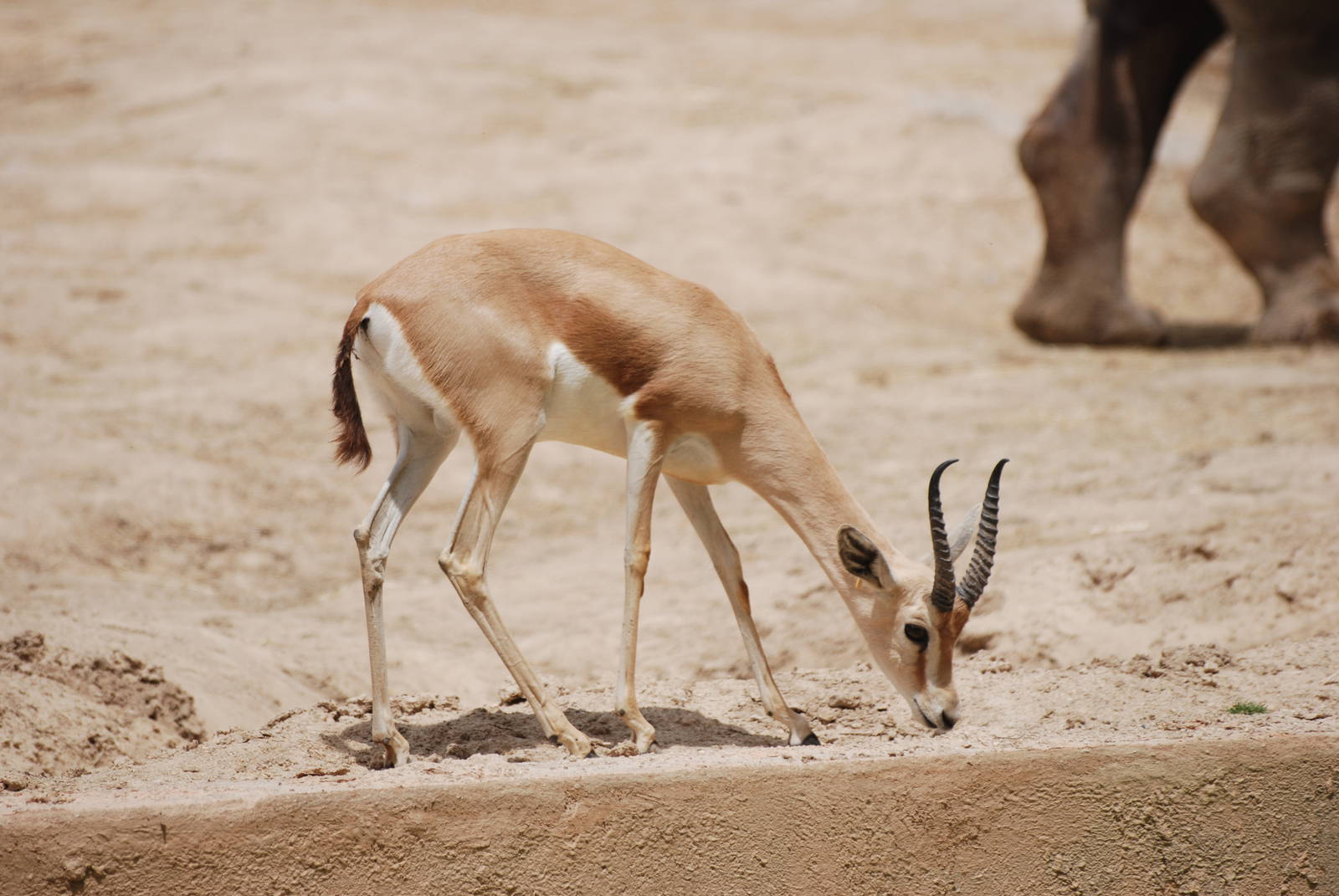 Saharan Dorcas Gazelle at Madrid Zoo Aquarium, 26/05/11