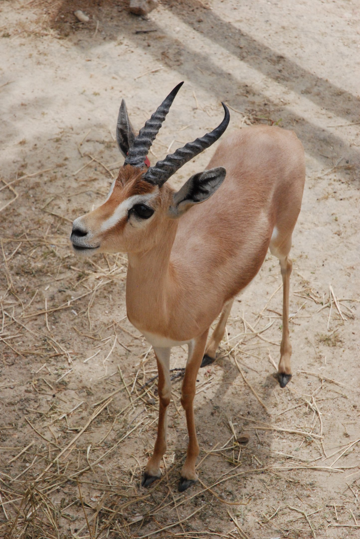 Saharan Dorcas Gazelle at Zoo Aquarium de Madrid, 20th May 2022
