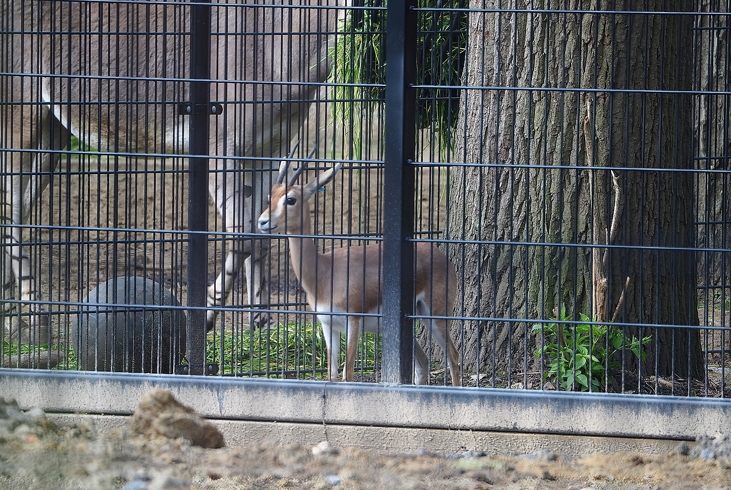 Saharan dorcas gazelle (Gazella dorcas osiris), 2022-04-18