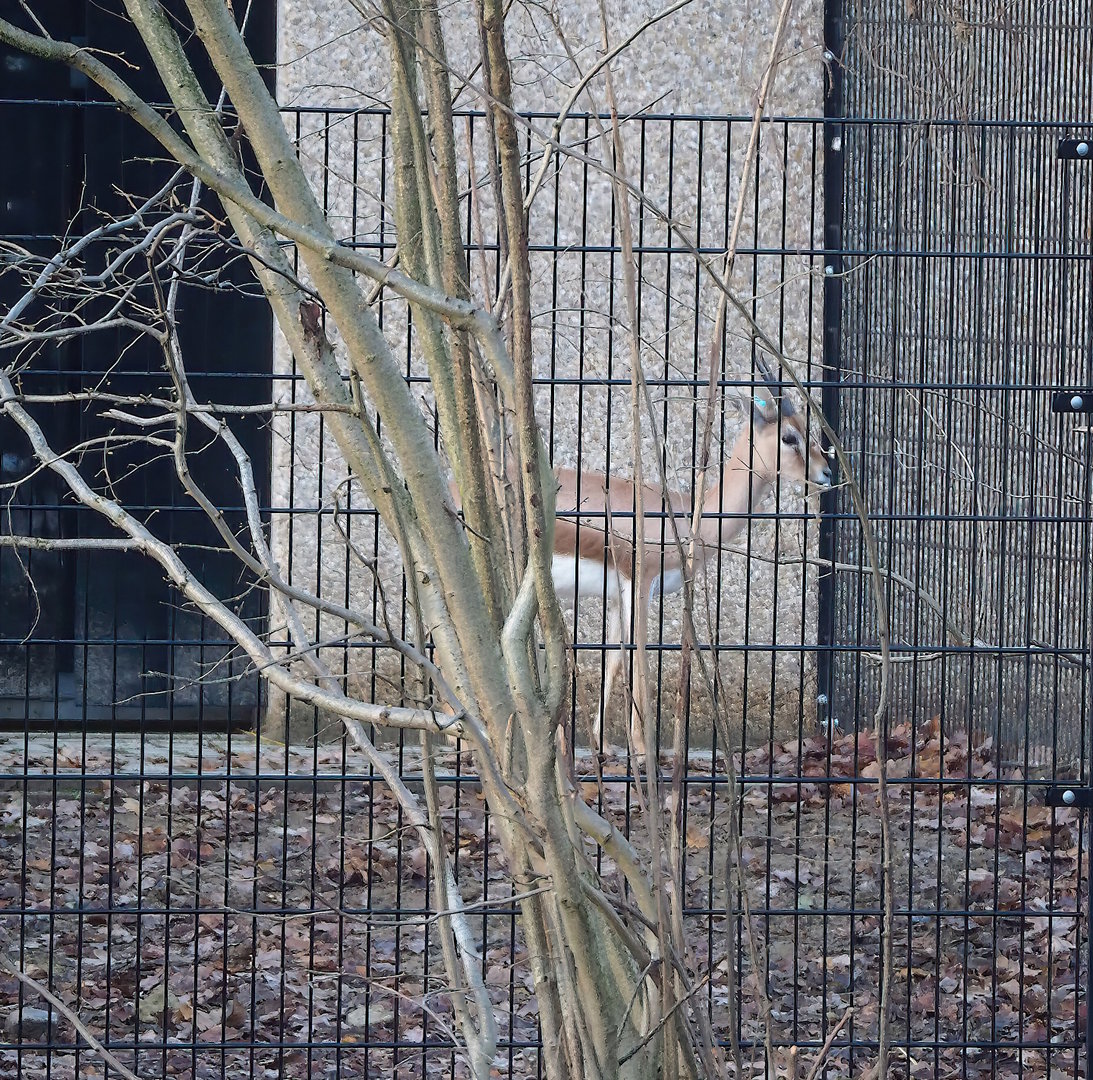 Saharan dorcas gazelle (Gazella dorcas osiris), 2022-12-27