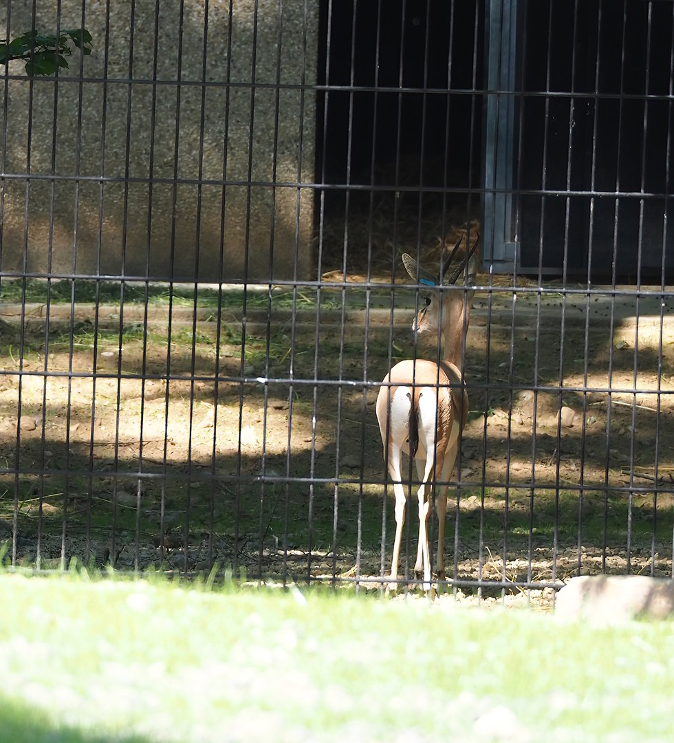 Saharan Dorcas gazelle (Gazella dorcas osiris), 2023-07-19