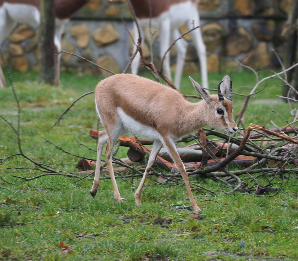 Saharan Dorcas gazelle (Gazella dorcas osiris), 2024-01-01