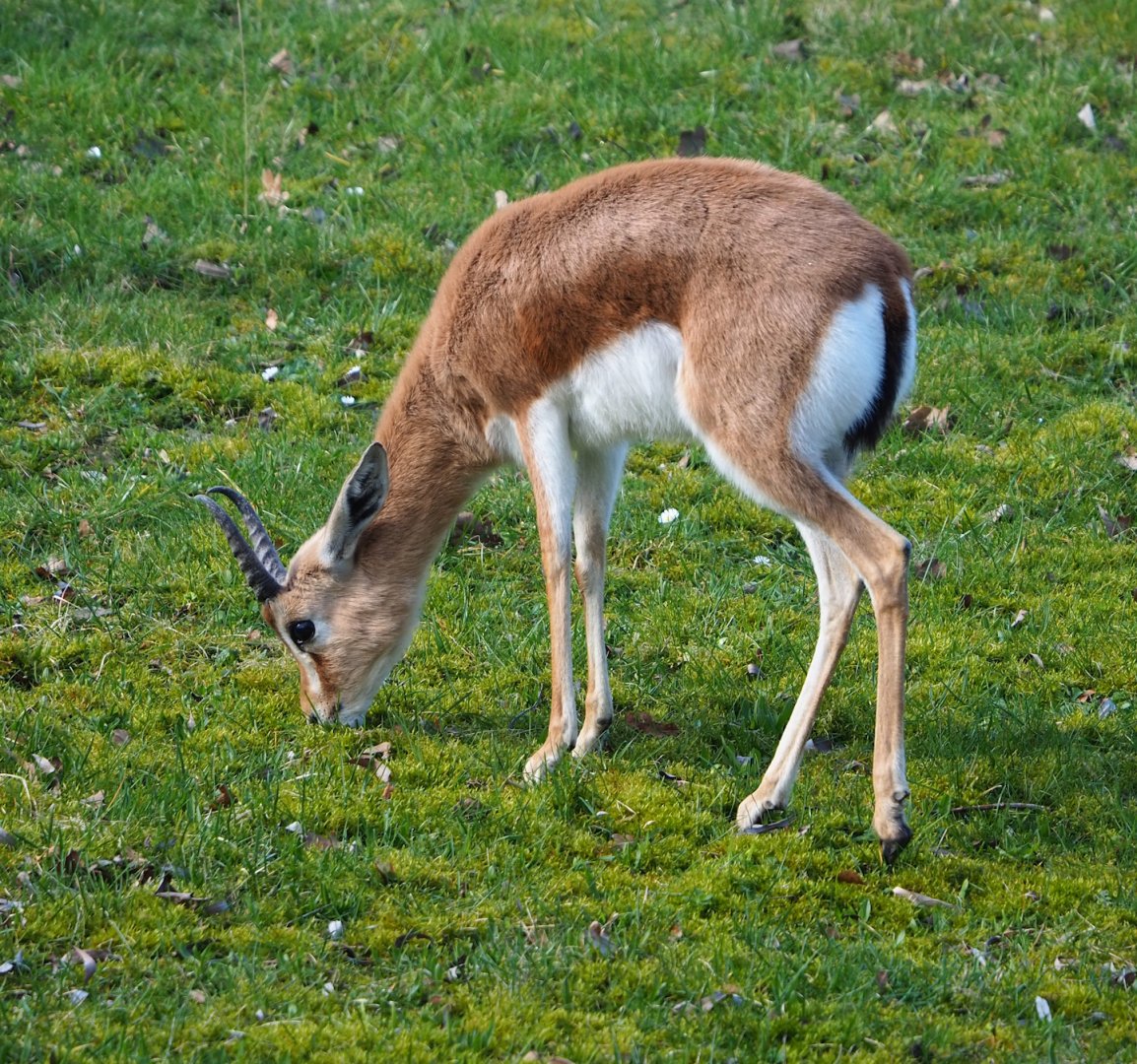 Saharan Dorcas gazelle (Gazella dorcas osiris), 2024-03-04