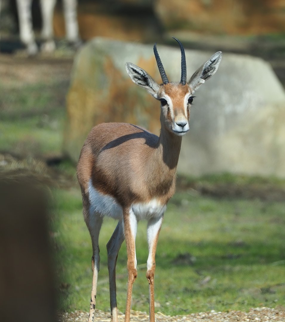 Saharan Dorcas gazelle (Gazella dorcas osiris), 2024-03-04