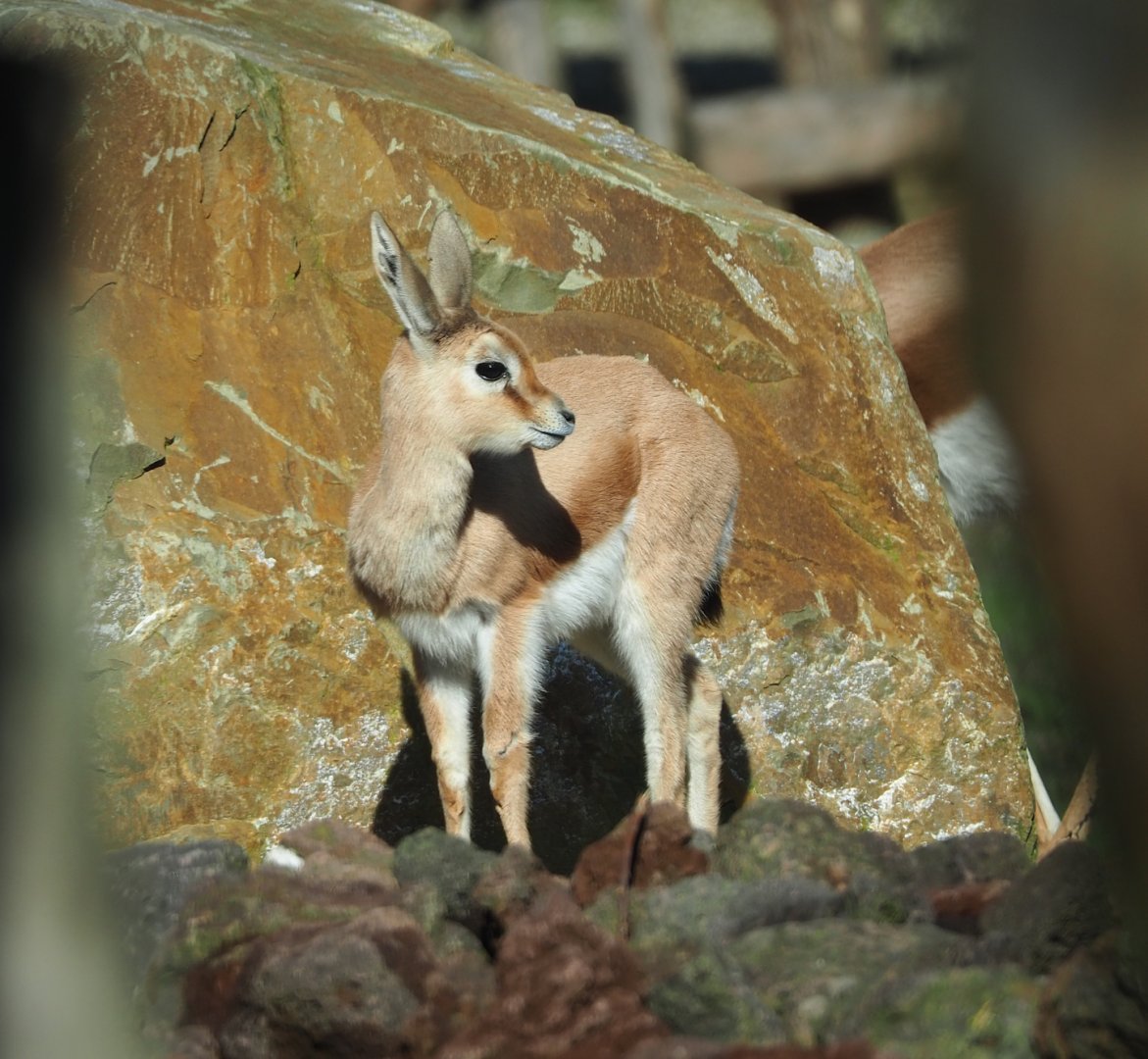Saharan Dorcas gazelle (Gazella dorcas osiris), 2024-03-04