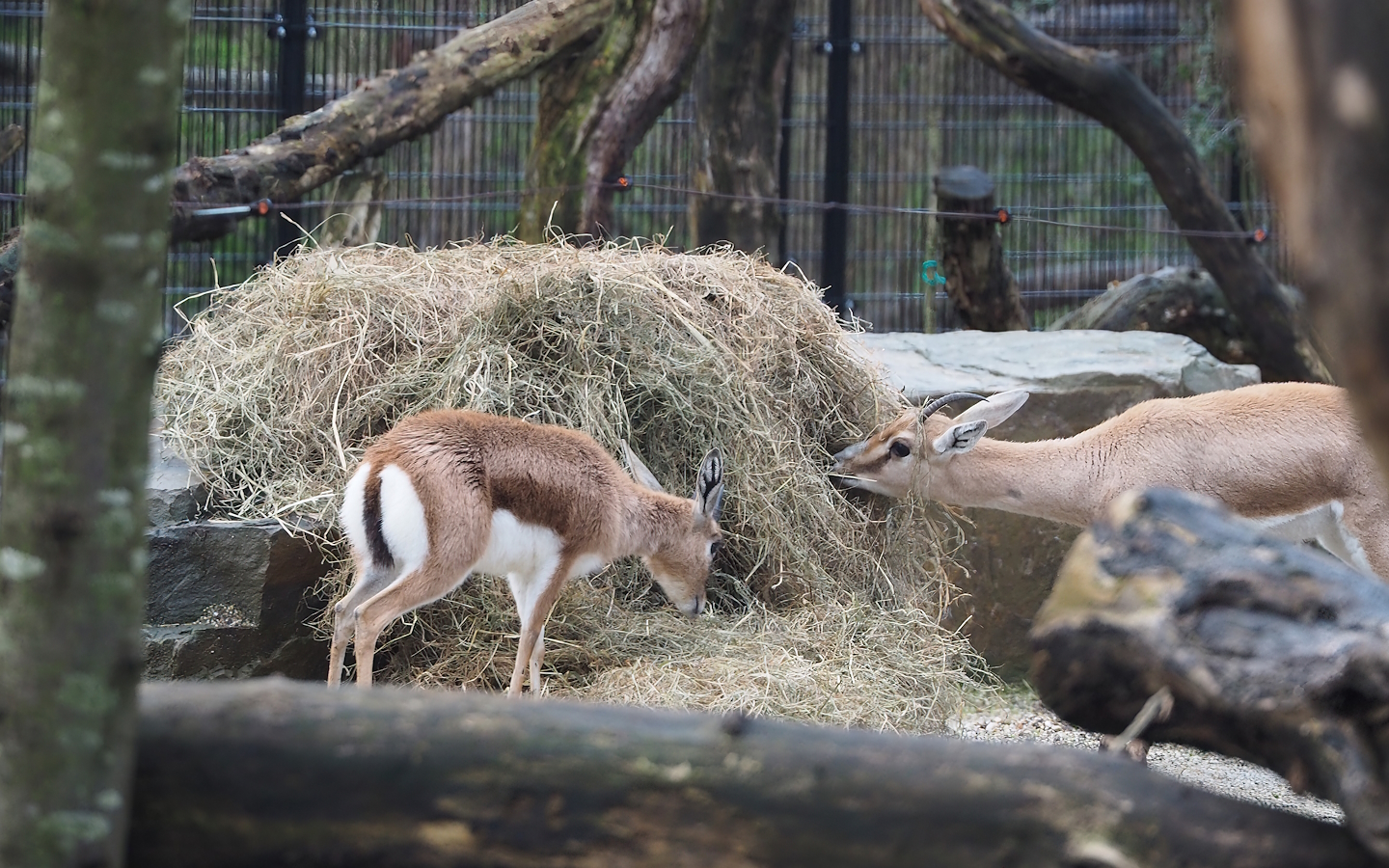 Saharan Dorcas gazelle (Gazella dorcas osiris) and Slender-horned gazelle (Gazella leptoceros), 2024-01-01