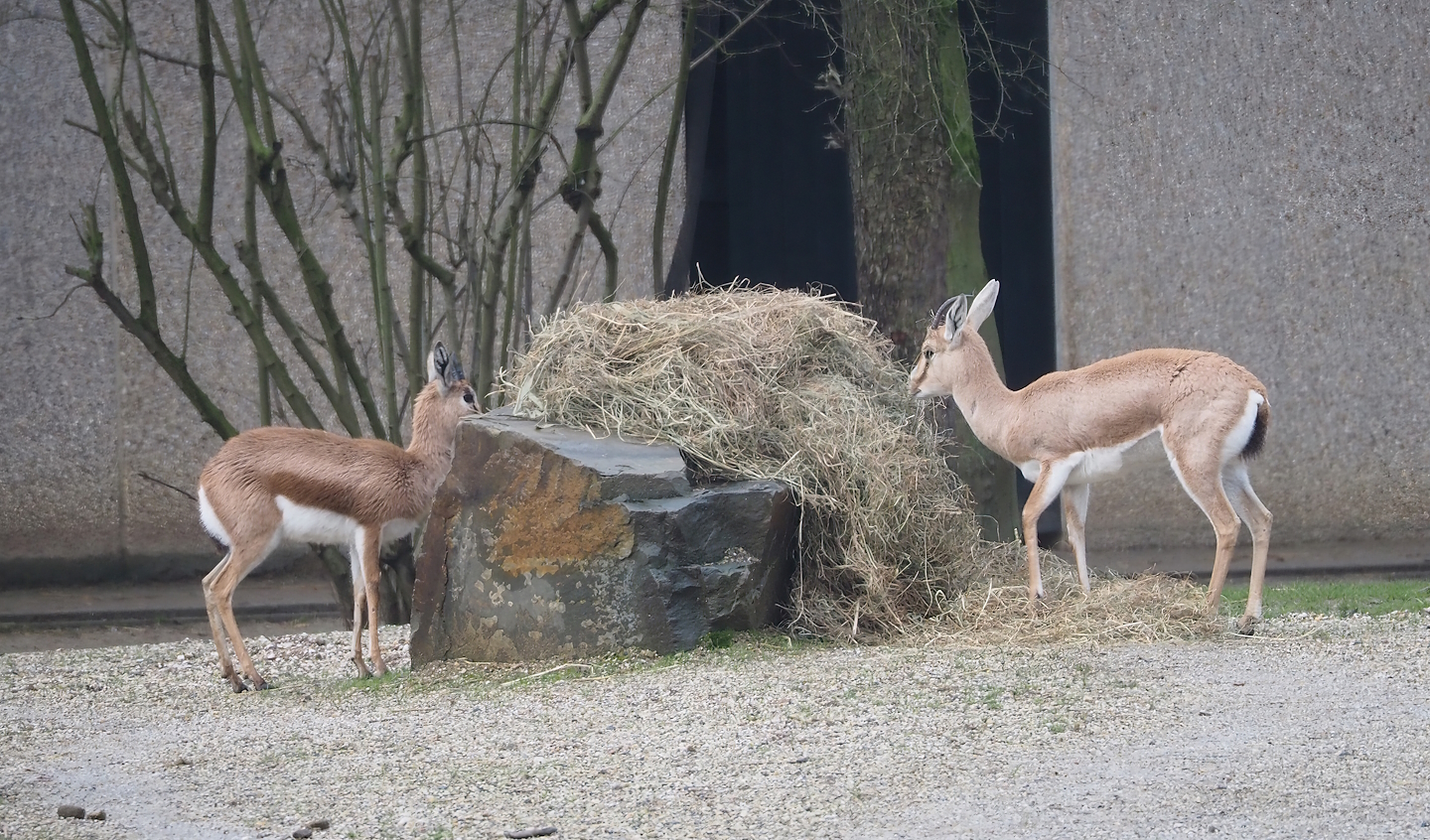 Saharan Dorcas gazelle (Gazella dorcas osiris) and Slender-horned gazelle (Gazella leptoceros), 2024-01-01