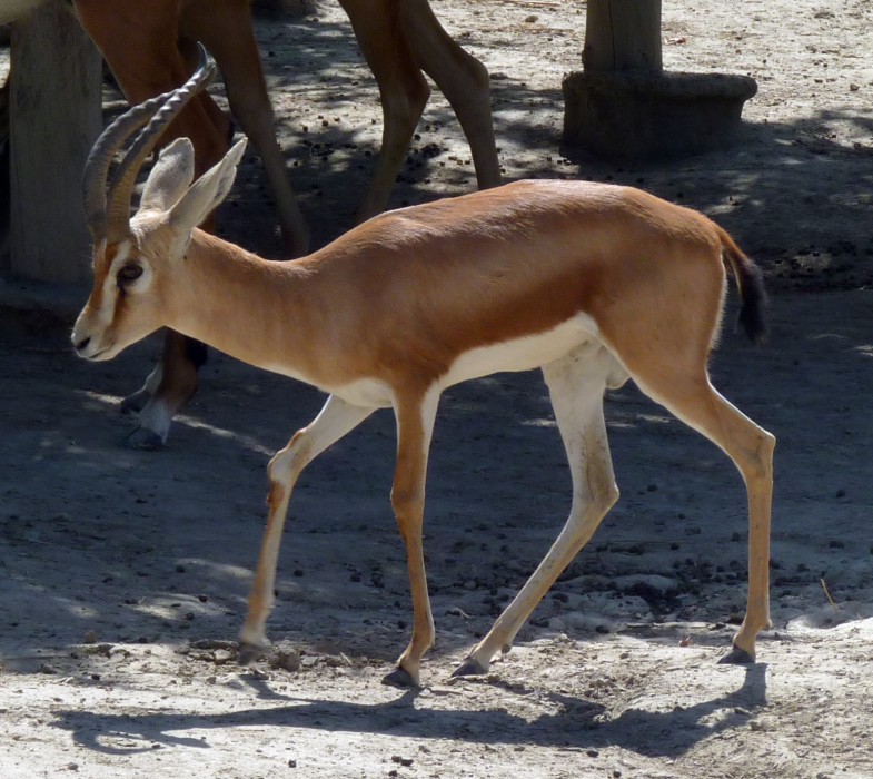 Saharan dorcas gazelle (Gazella dorcas osiris)
