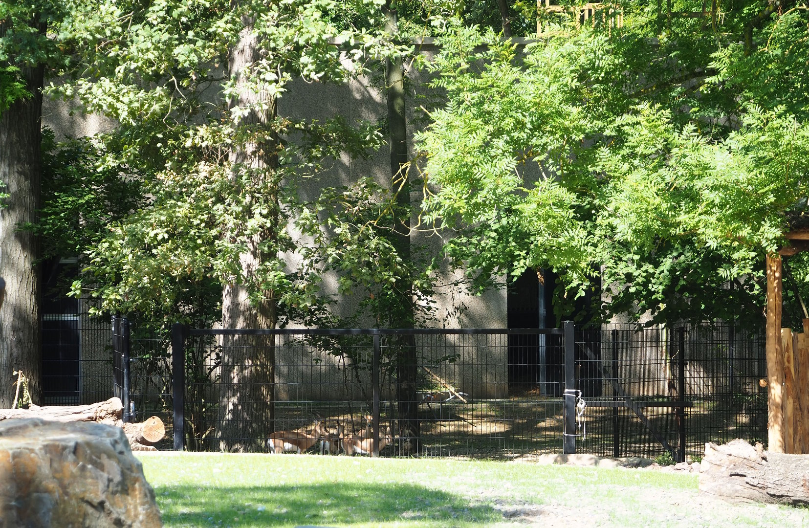 Saharan Dorcas gazelle separation paddock, 2023-07-19