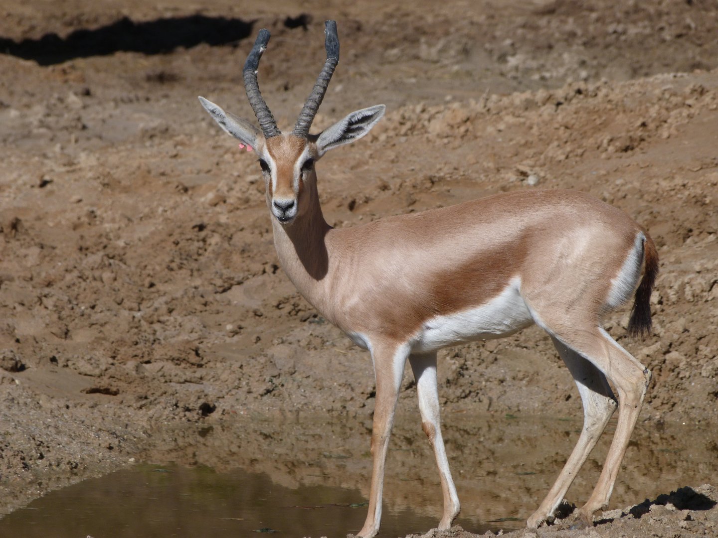 Saharan dorcas gazelle -Zoo Aquarium de Madrid (2025)
