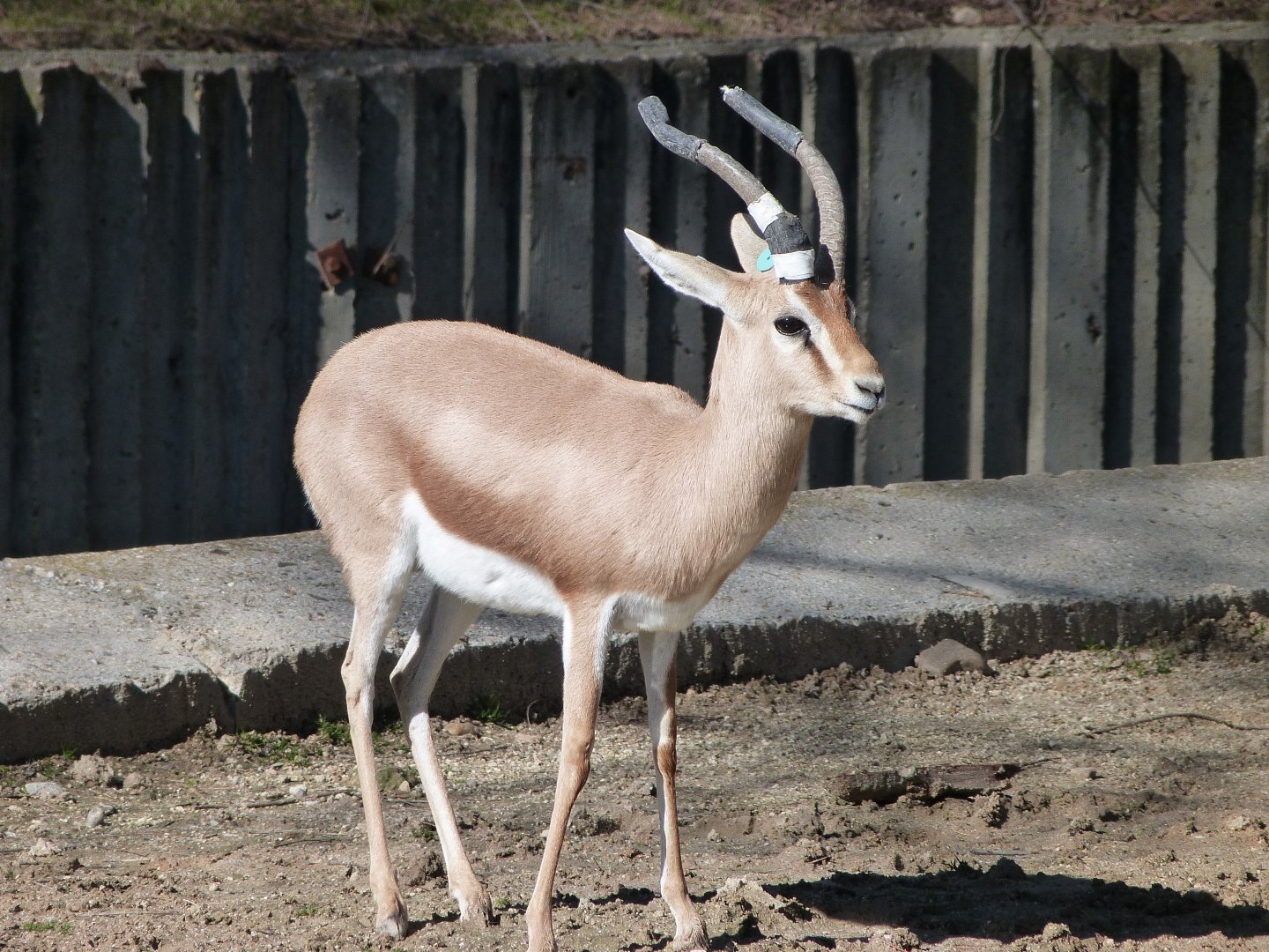 Saharan dorcas gazelle -Zoo Aquarium de Madrid (2025)