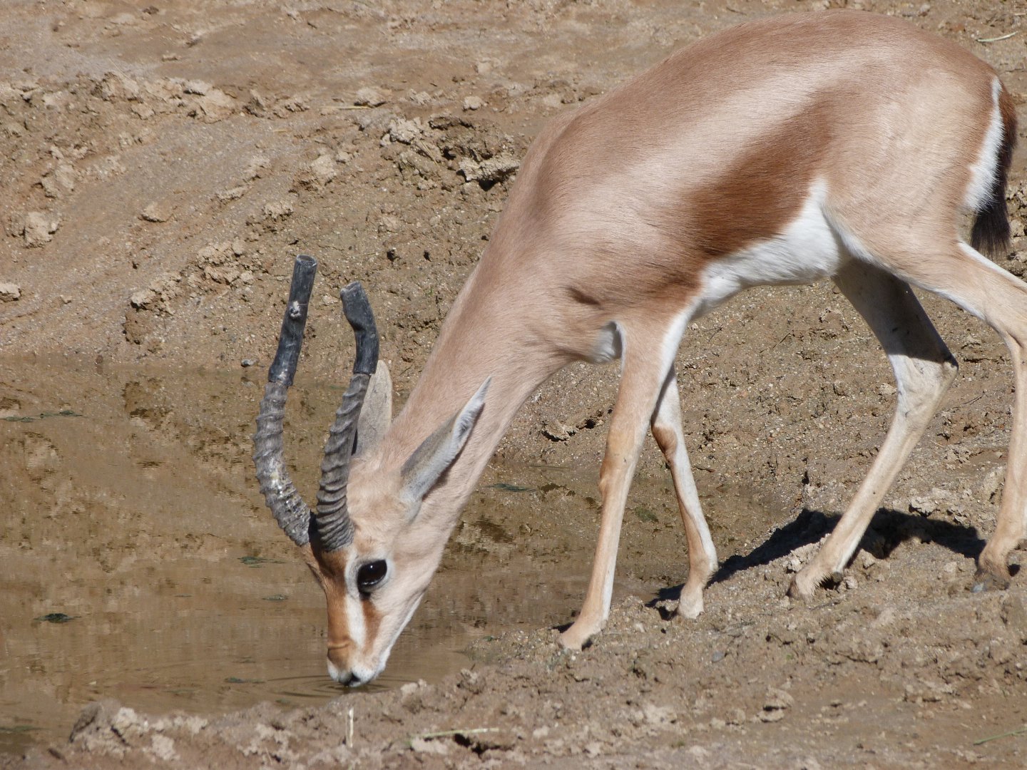 Saharan dorcas gazelle -Zoo Aquarium de Madrid (2025)
