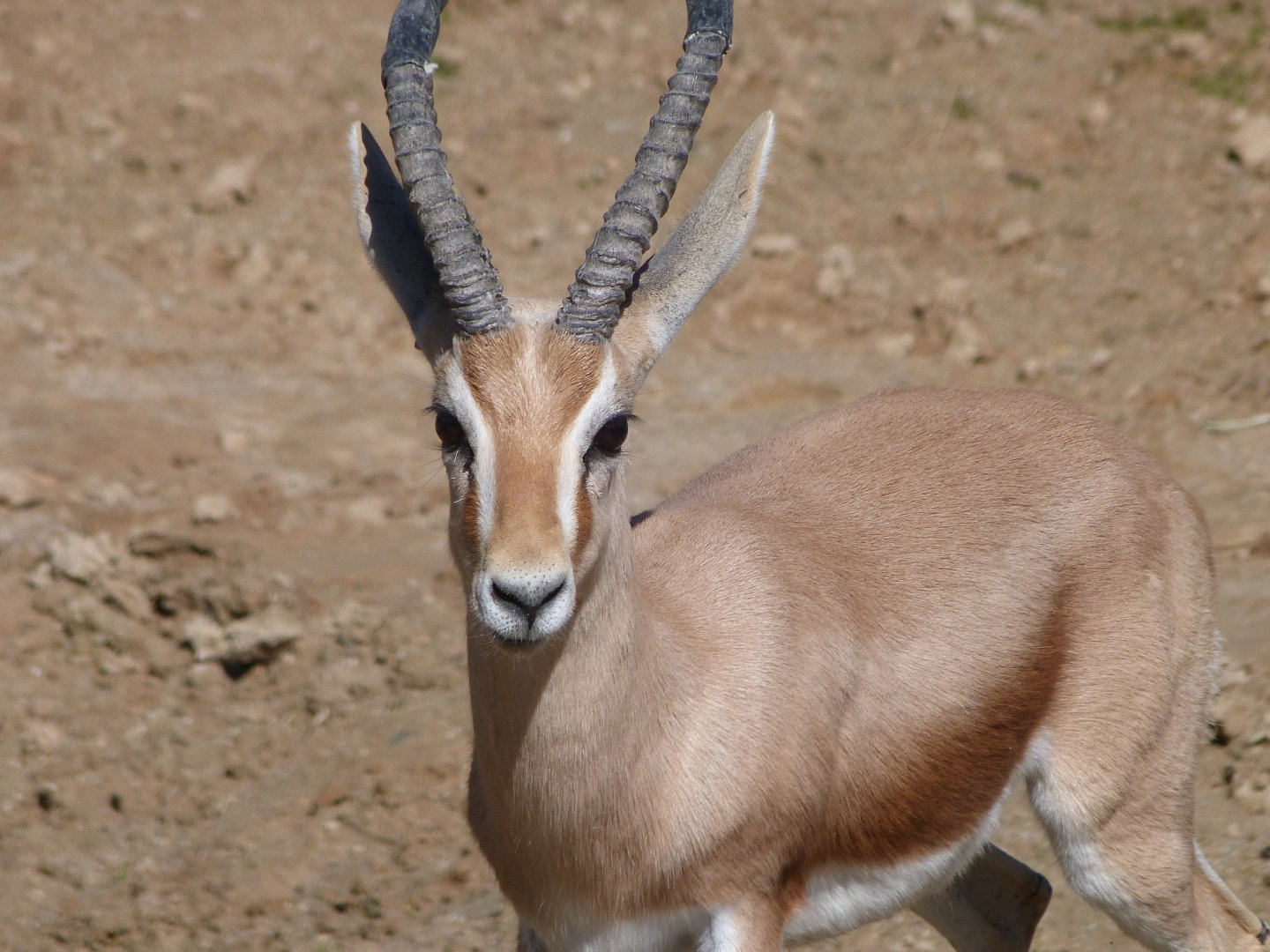 Saharan dorcas gazelle -Zoo Aquarium de Madrid (2025)