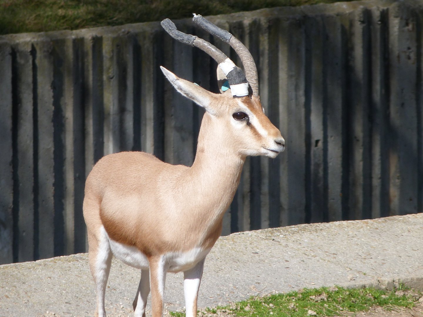 Saharan dorcas gazelle -Zoo Aquarium de Madrid (2025)