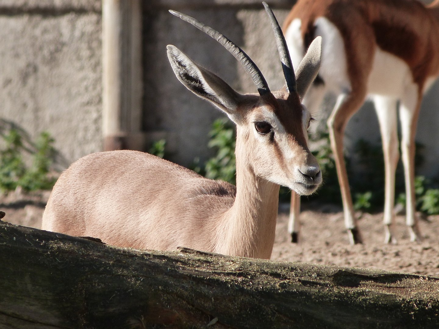 Saharan dorcas gazelle -Zoo Aquarium de Madrid (2025)
