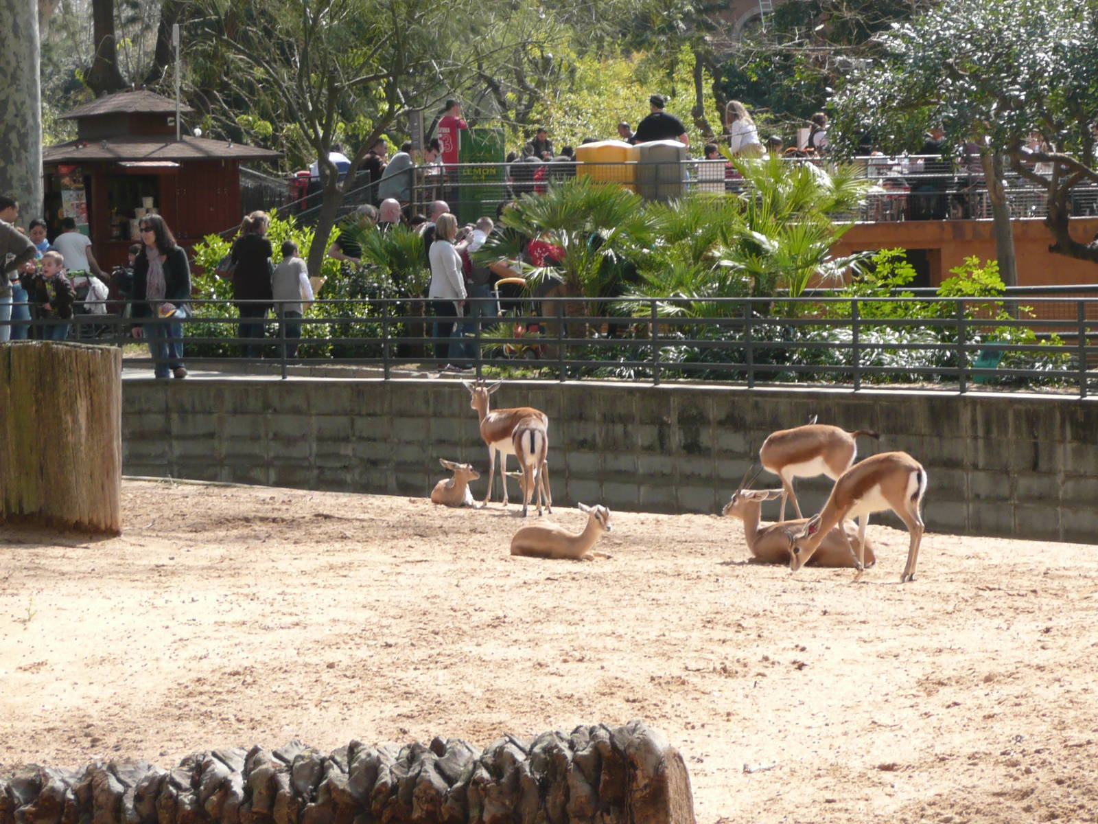 Saharan Dorcas Gazelle