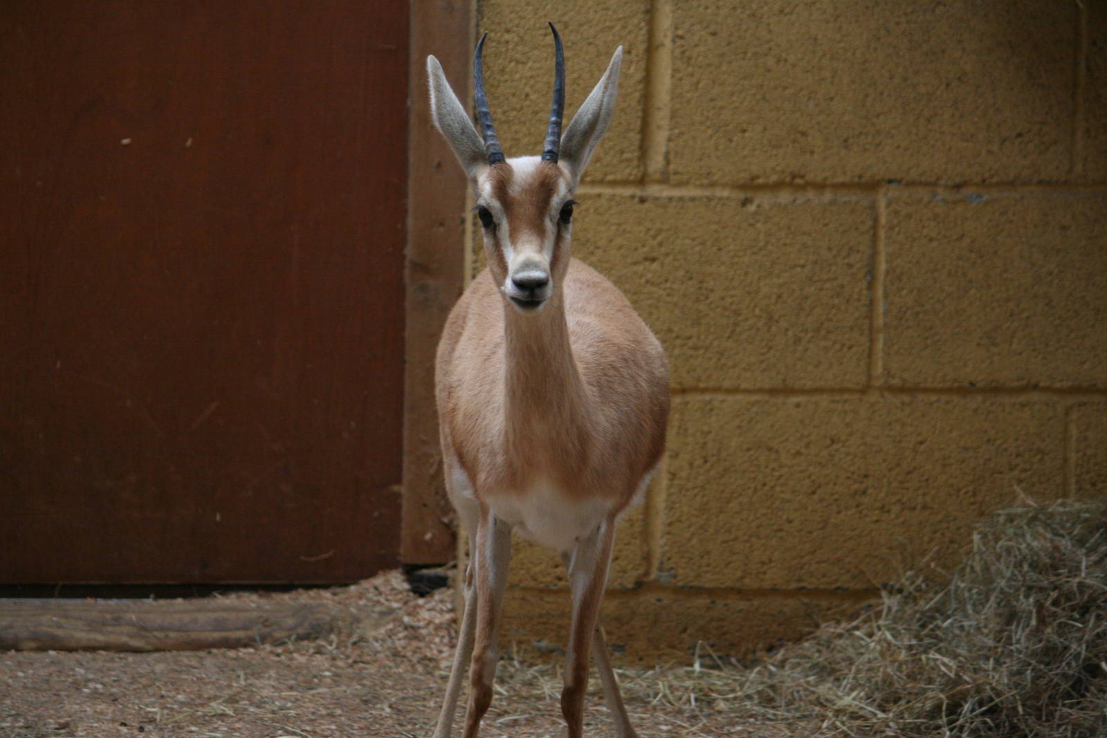 Saharan dorcas gazelle