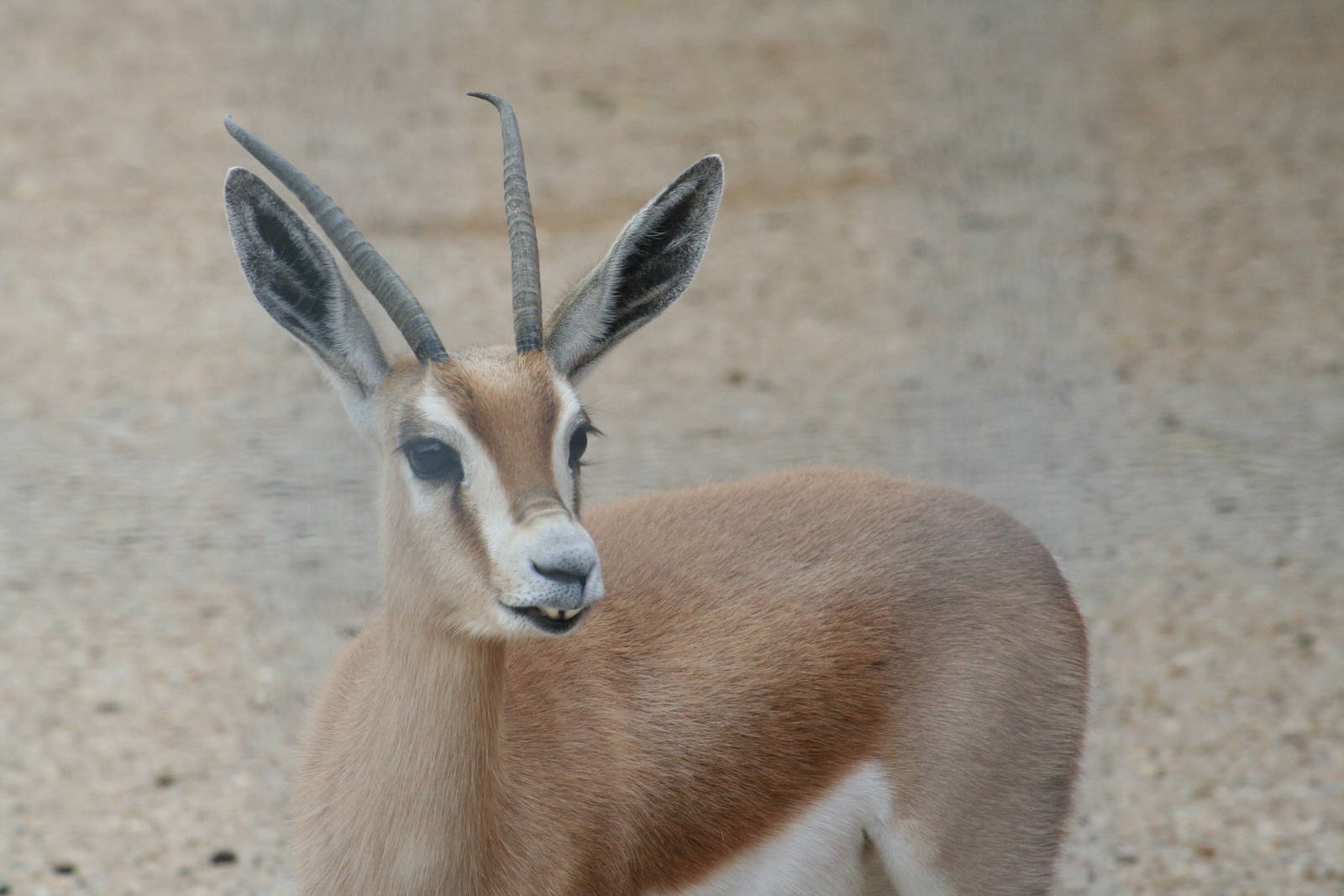 Saharan dorcas gazelle