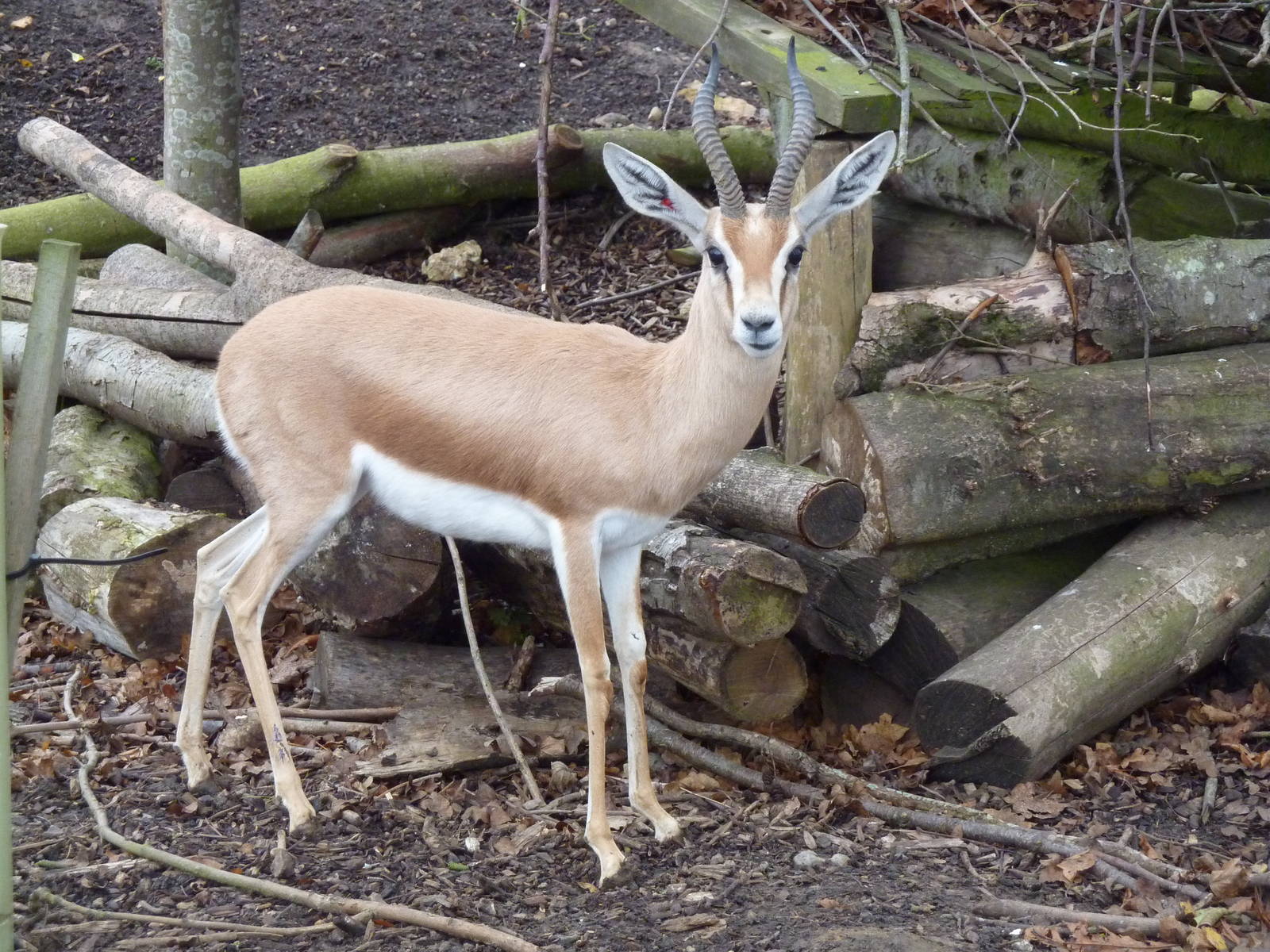 Saharan dorcas gazelle