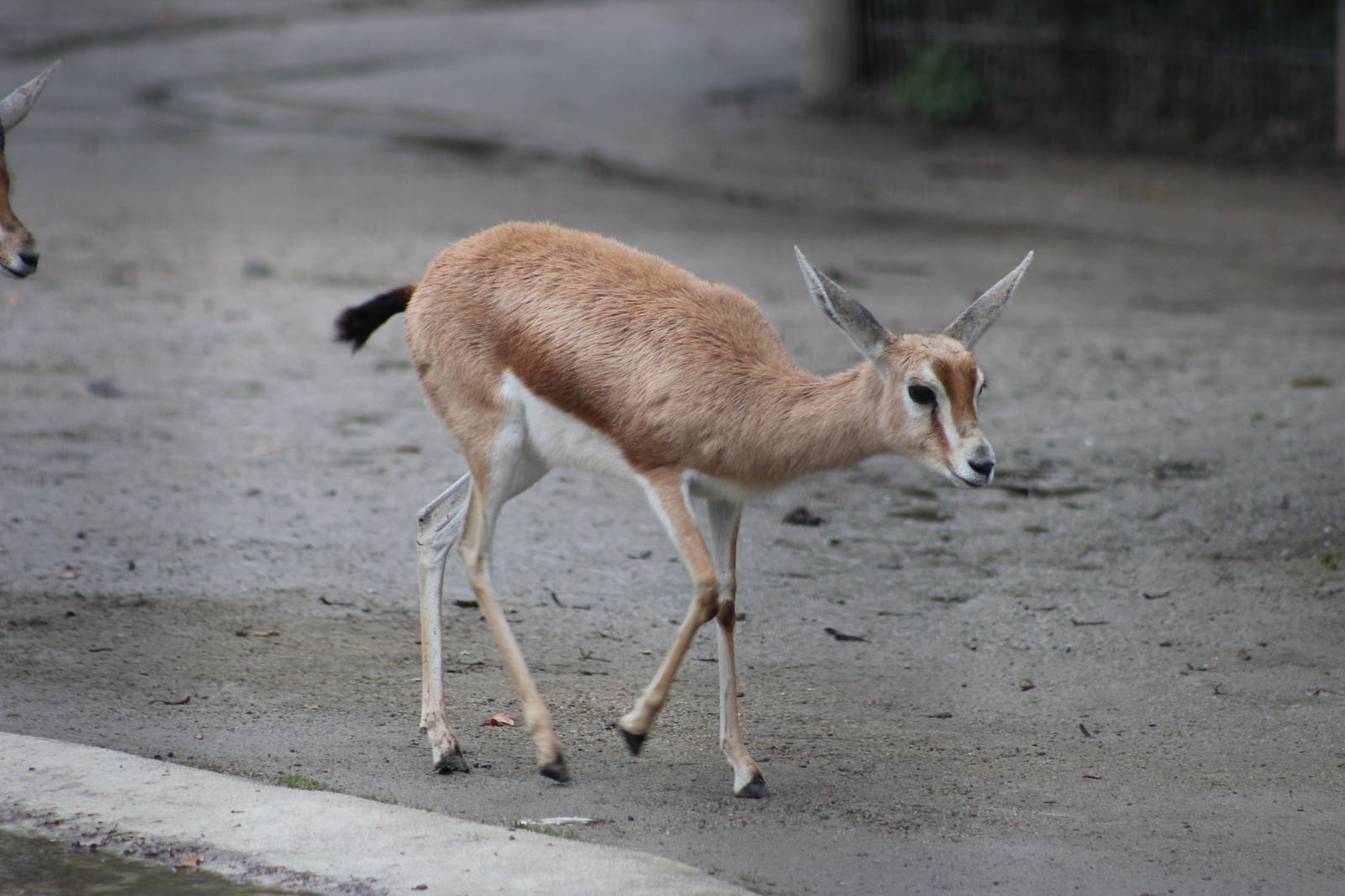 Saharan dorcas gazelle