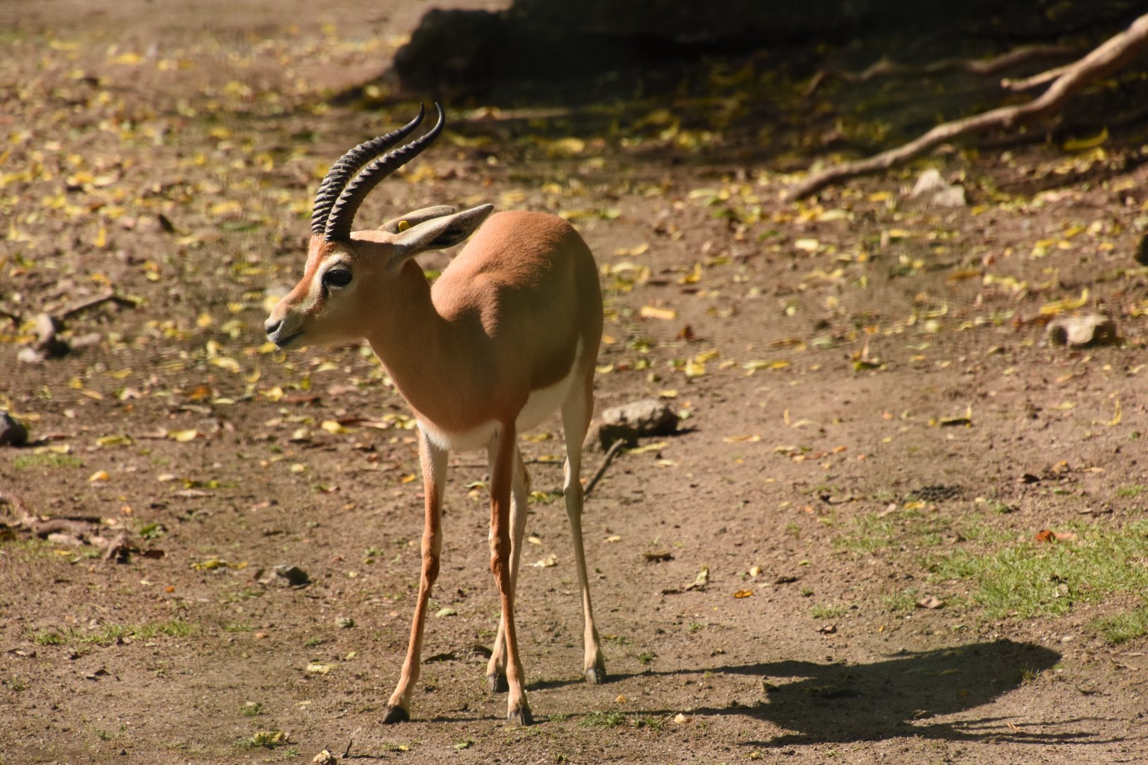 Saharan Dorcas Gazelle