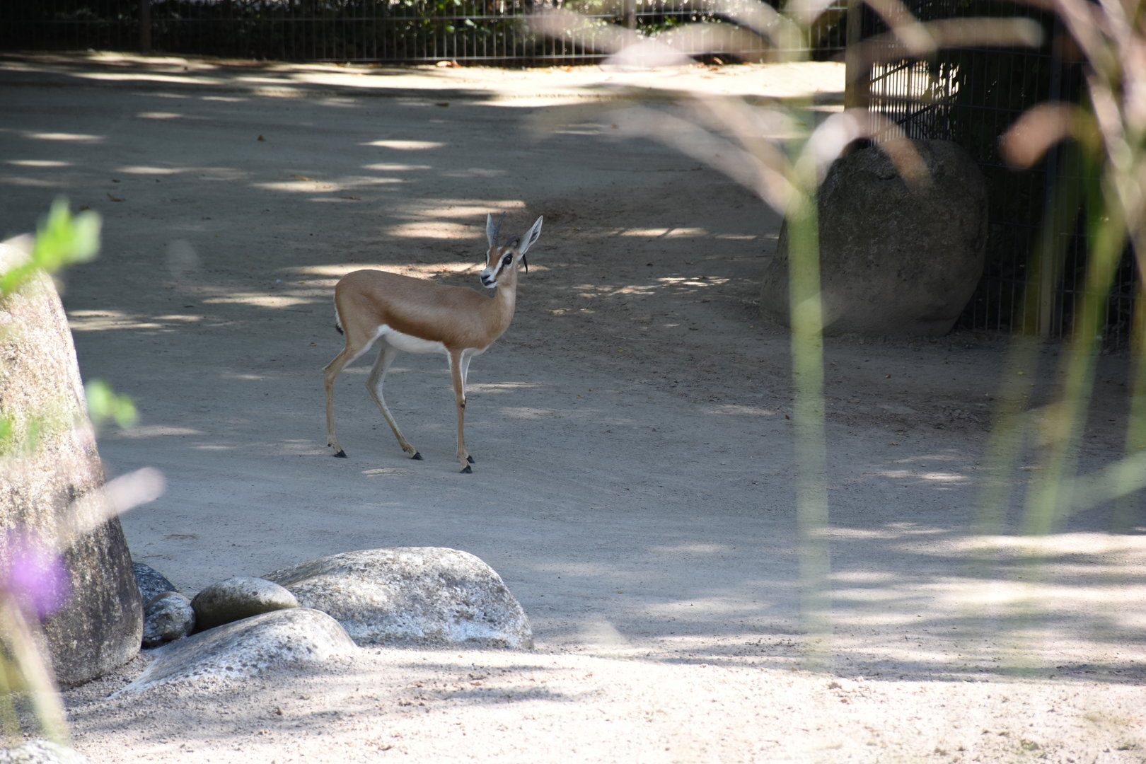 Saharan dorcas gazelle