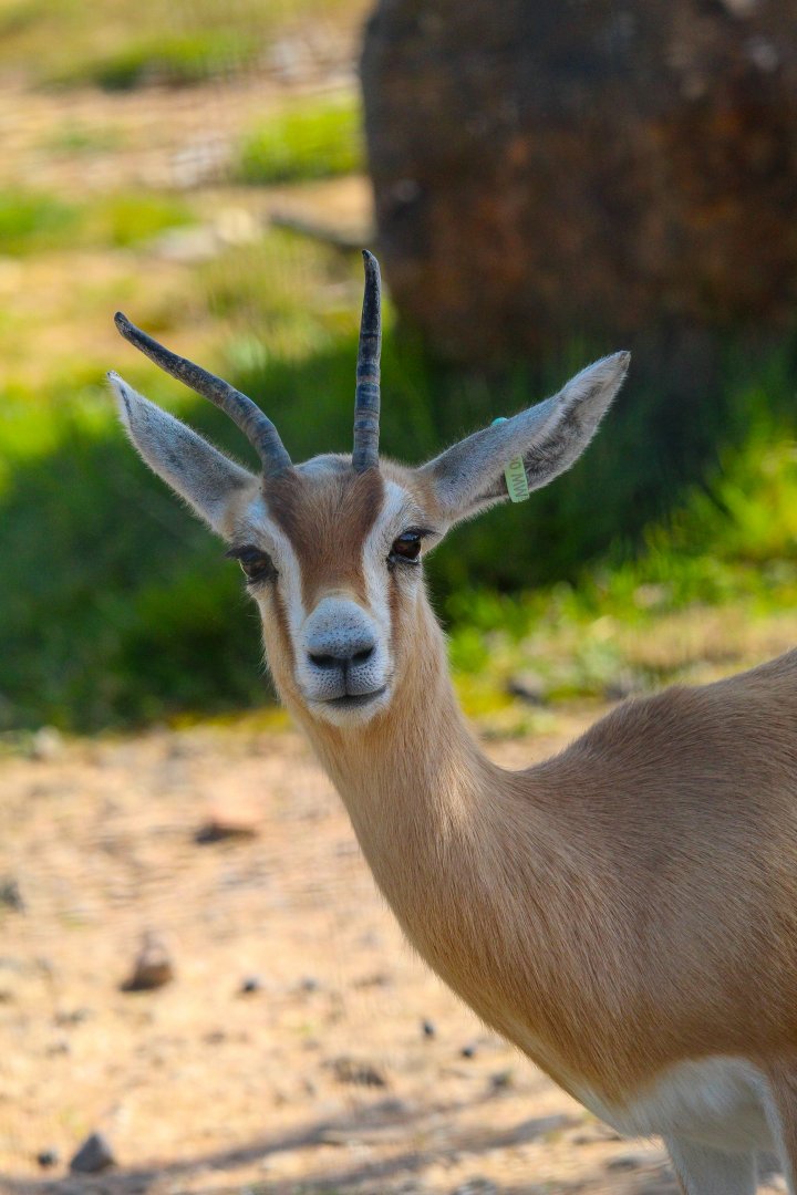Saharan Dorcas Gazelle