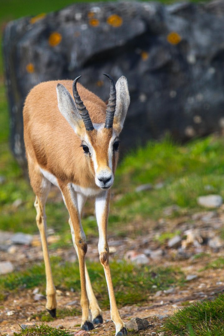 Saharan Dorcas Gazelle