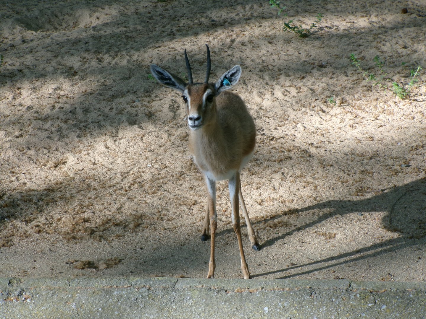 Saharan dorcas gazelle
