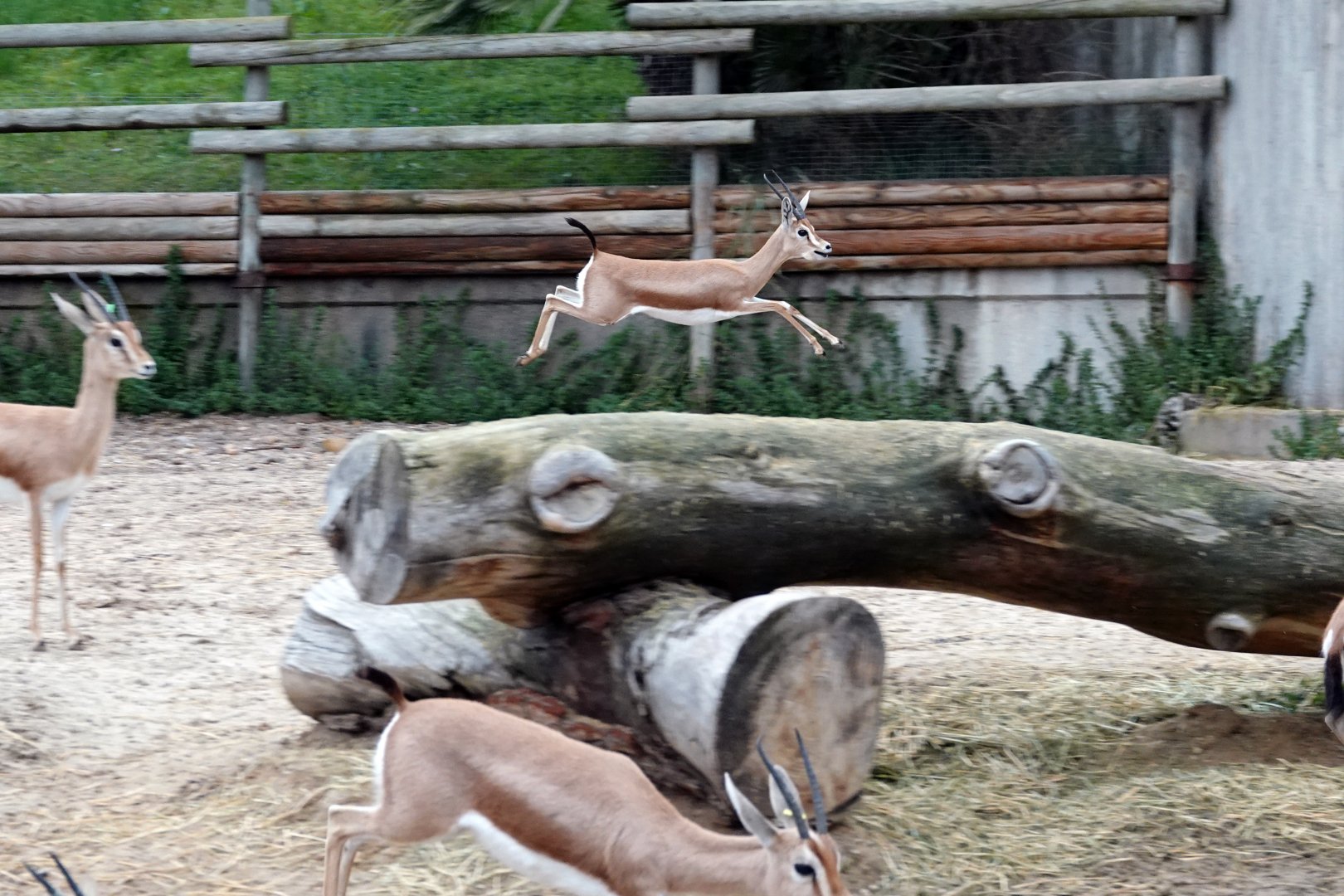 Saharan dorcas gazelle