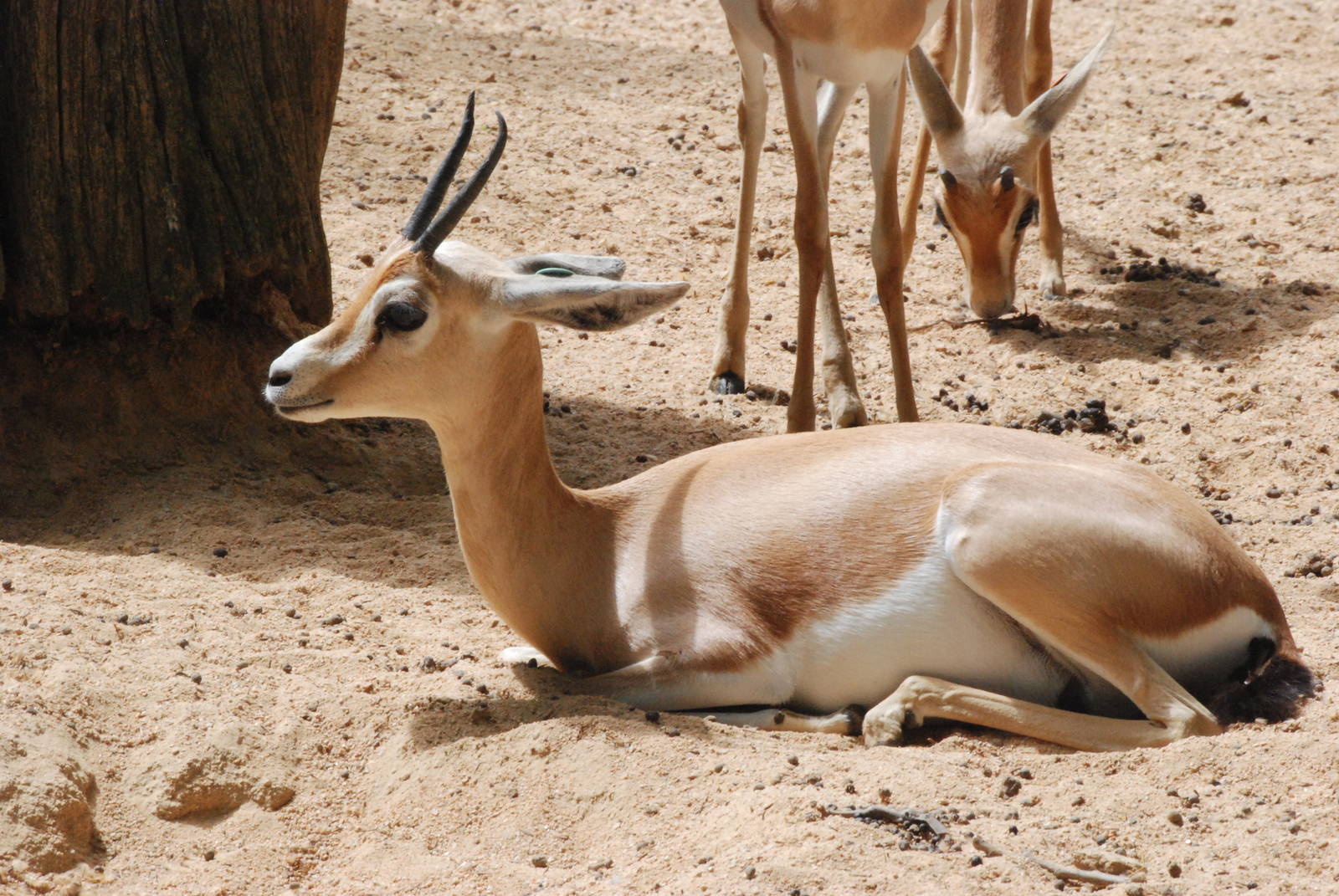 Saharan Dorcas Gazelles at Barcelona, 30/05/11