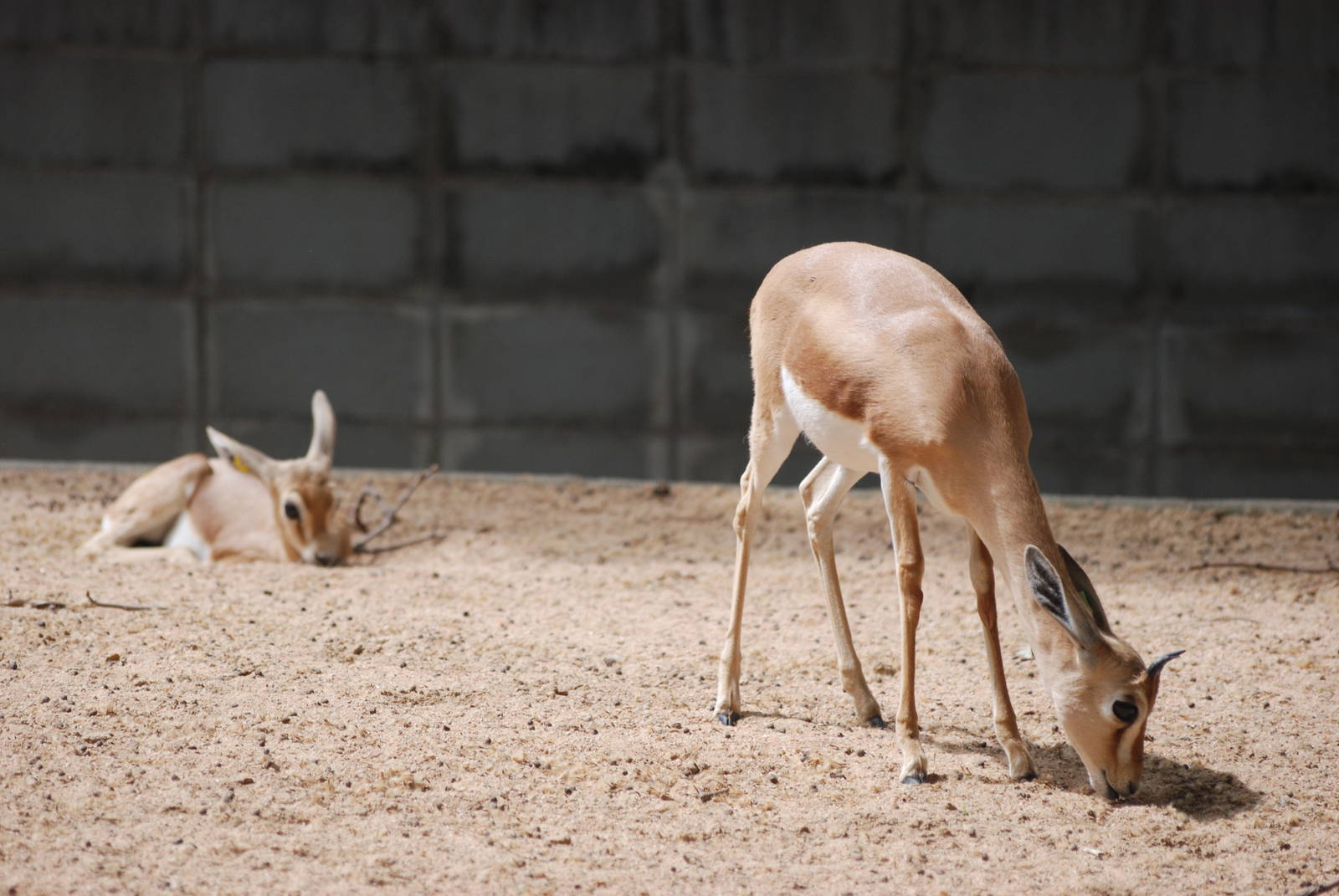 Saharan Dorcas Gazelles at Barcelona, 30/05/11