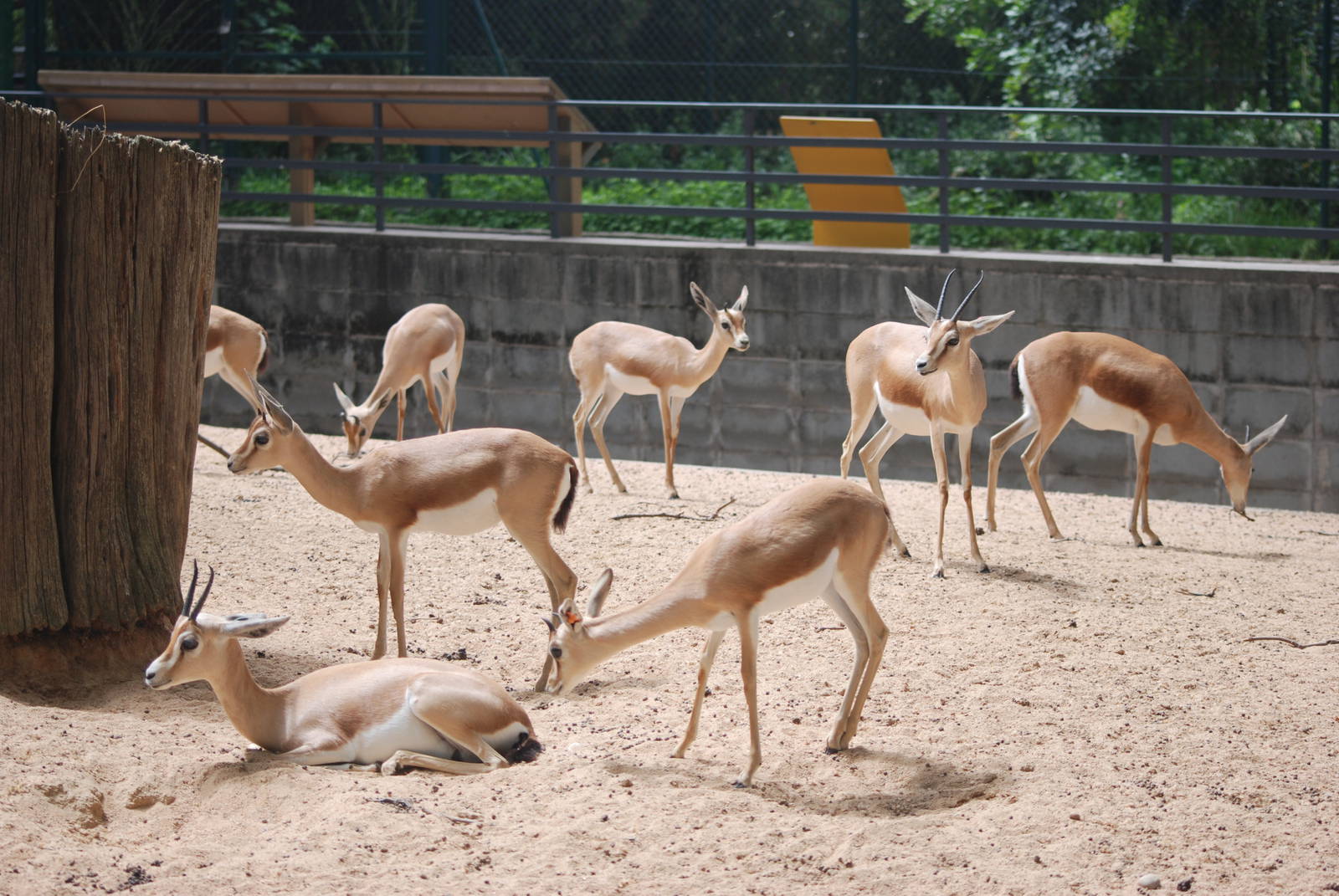 Saharan Dorcas Gazelles at Barcelona, 30/05/11