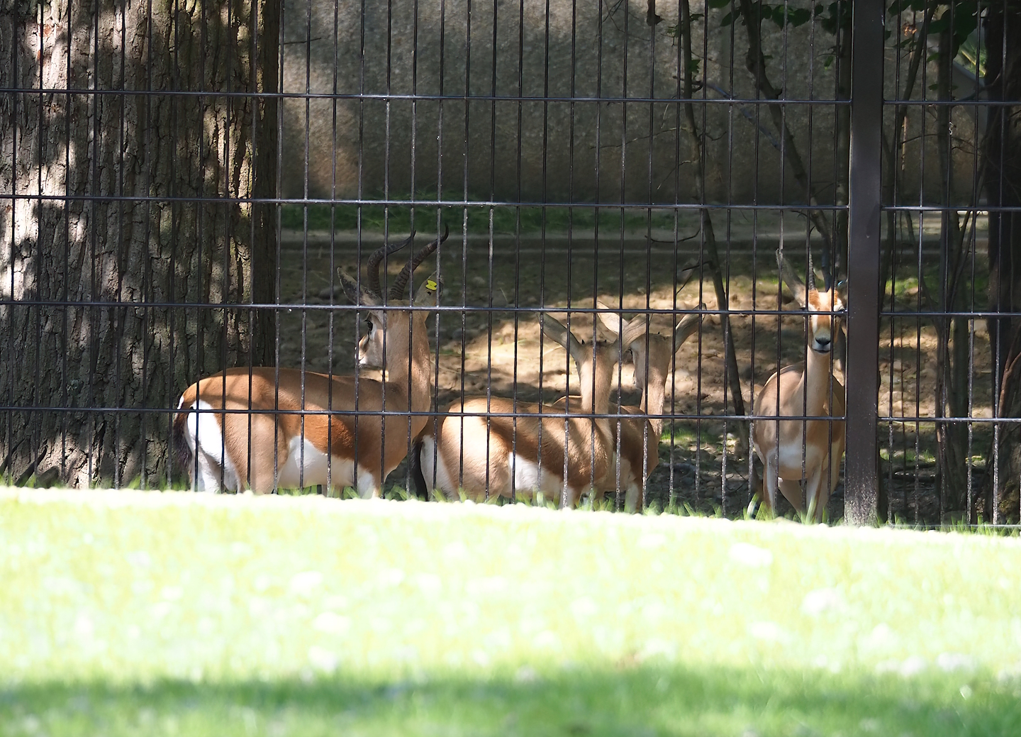 Saharan Dorcas gazelles (Gazella dorcas osiris), 2023-07-19