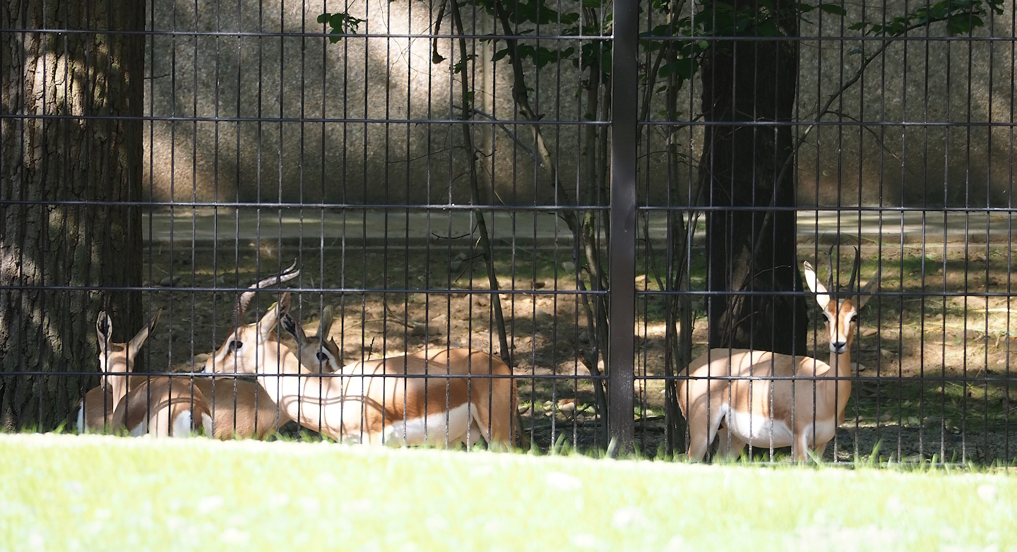 Saharan Dorcas gazelles (Gazella dorcas osiris), 2023-07-19