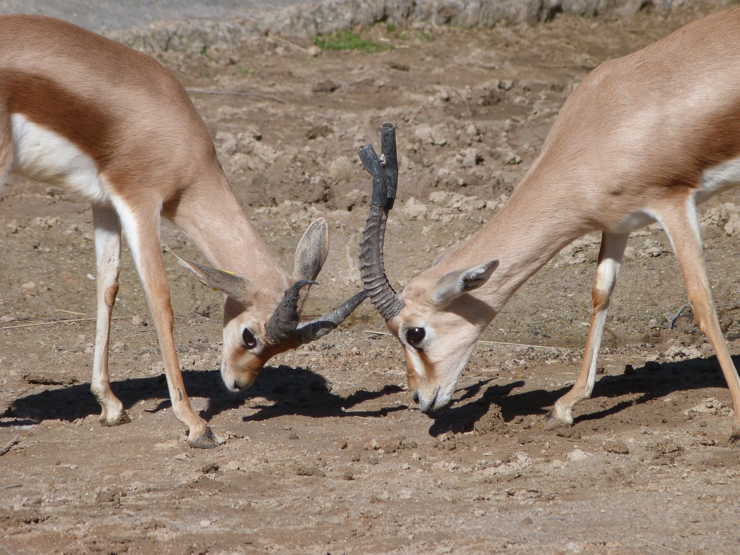 Saharan dorcas gazelles -Zoo Aquarium de Madrid (2025)