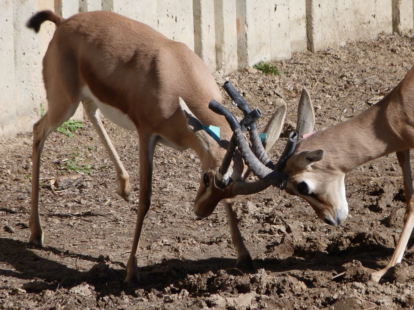 Saharan dorcas gazelles -Zoo Aquarium de Madrid (2025)