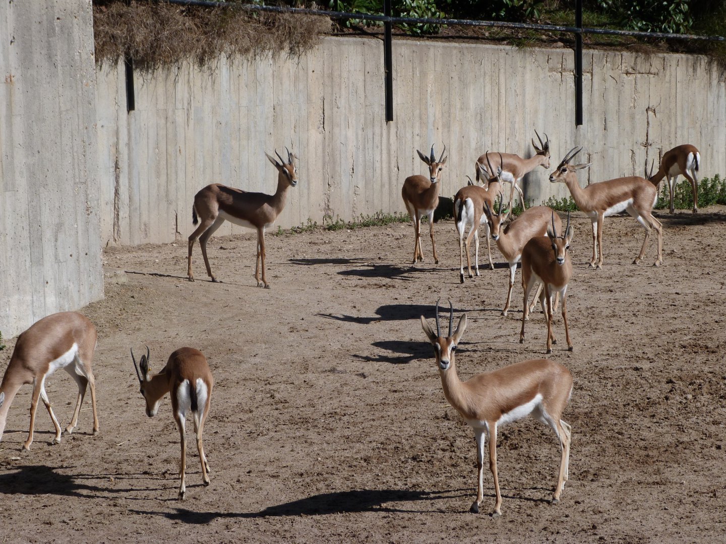 Saharan dorcas gazelles -Zoo Aquarium de Madrid (2025)