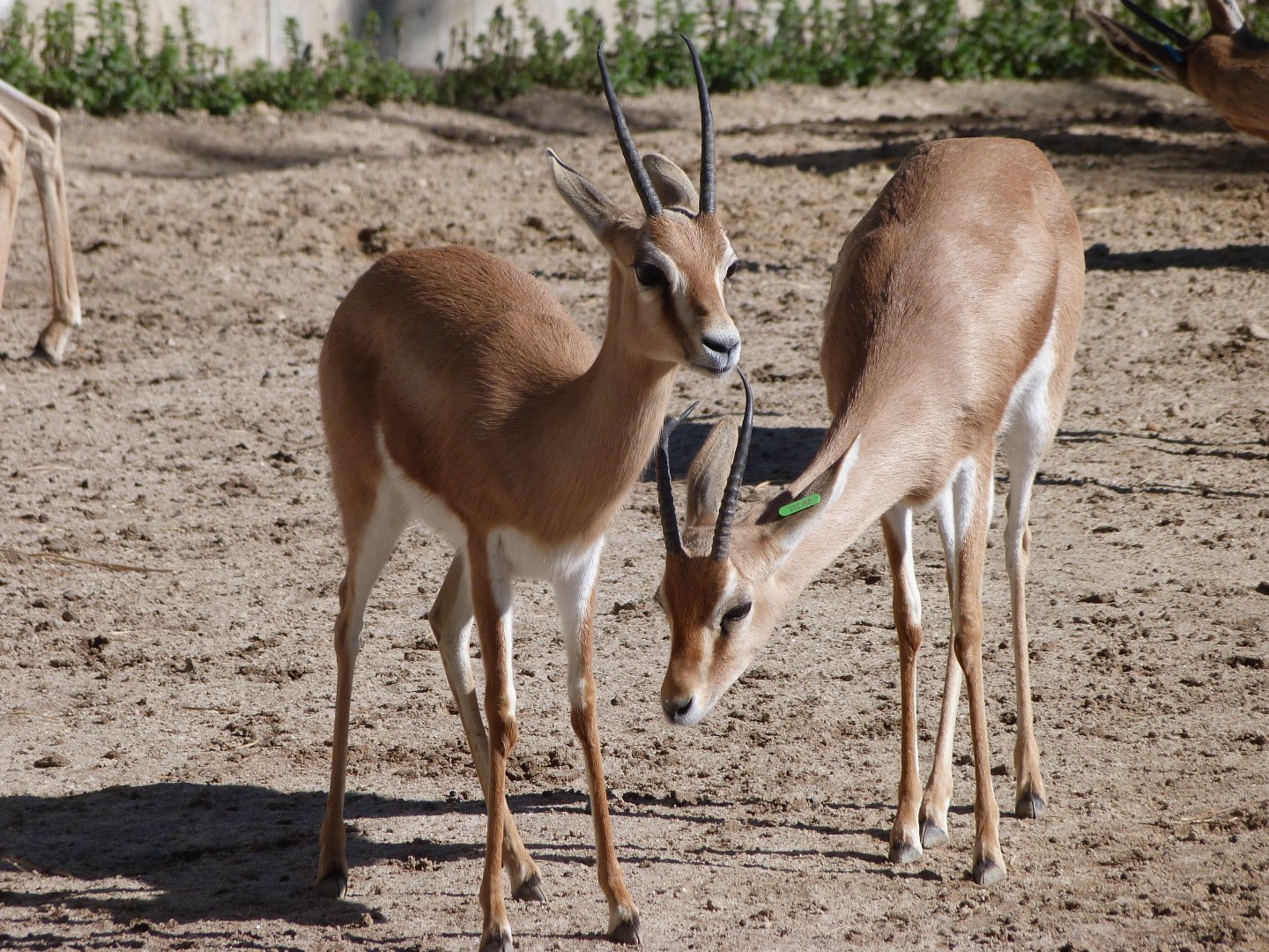 Saharan dorcas gazelles -Zoo Aquarium de Madrid (2025)