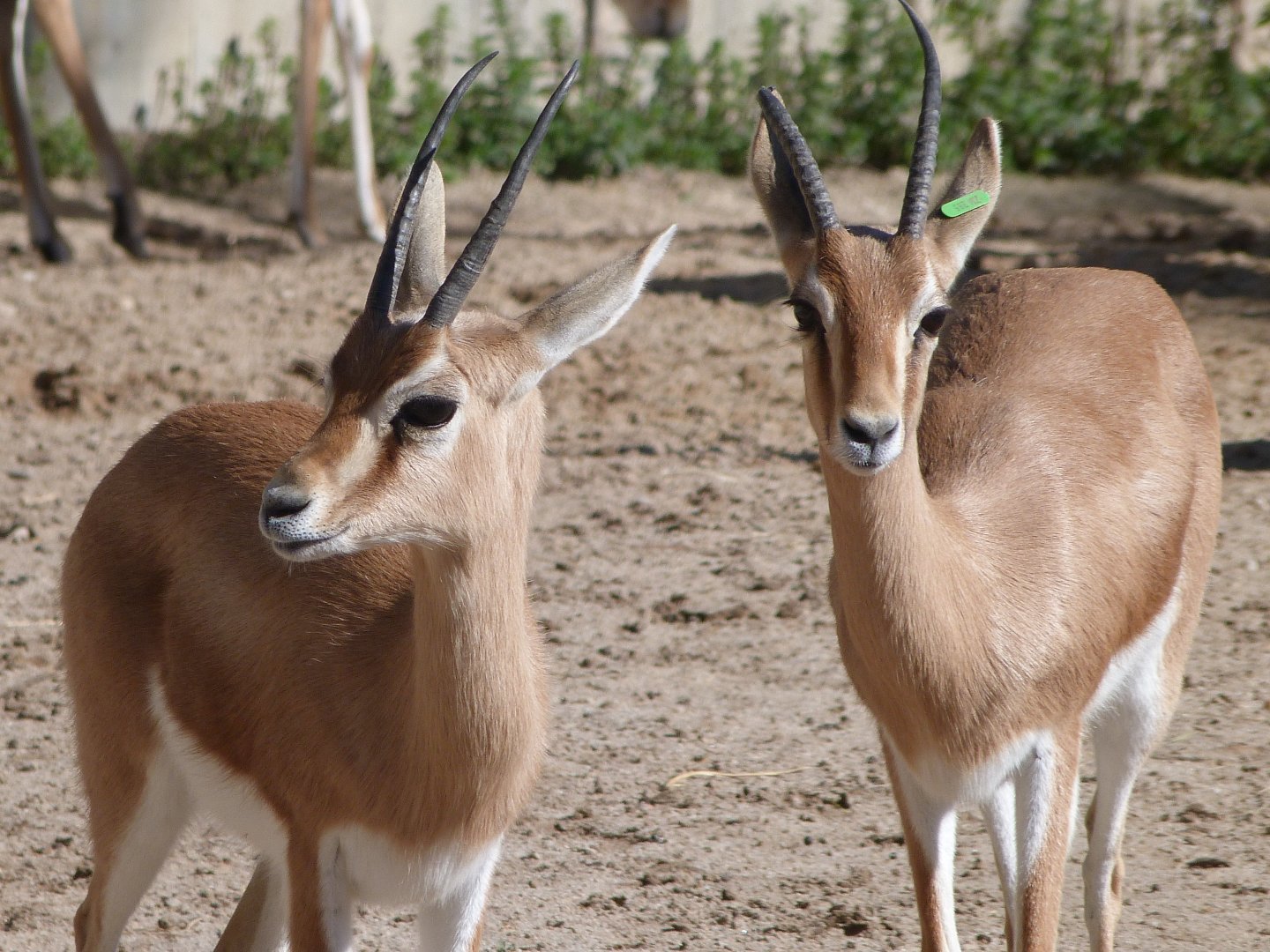 Saharan dorcas gazelles -Zoo Aquarium de Madrid (2025)