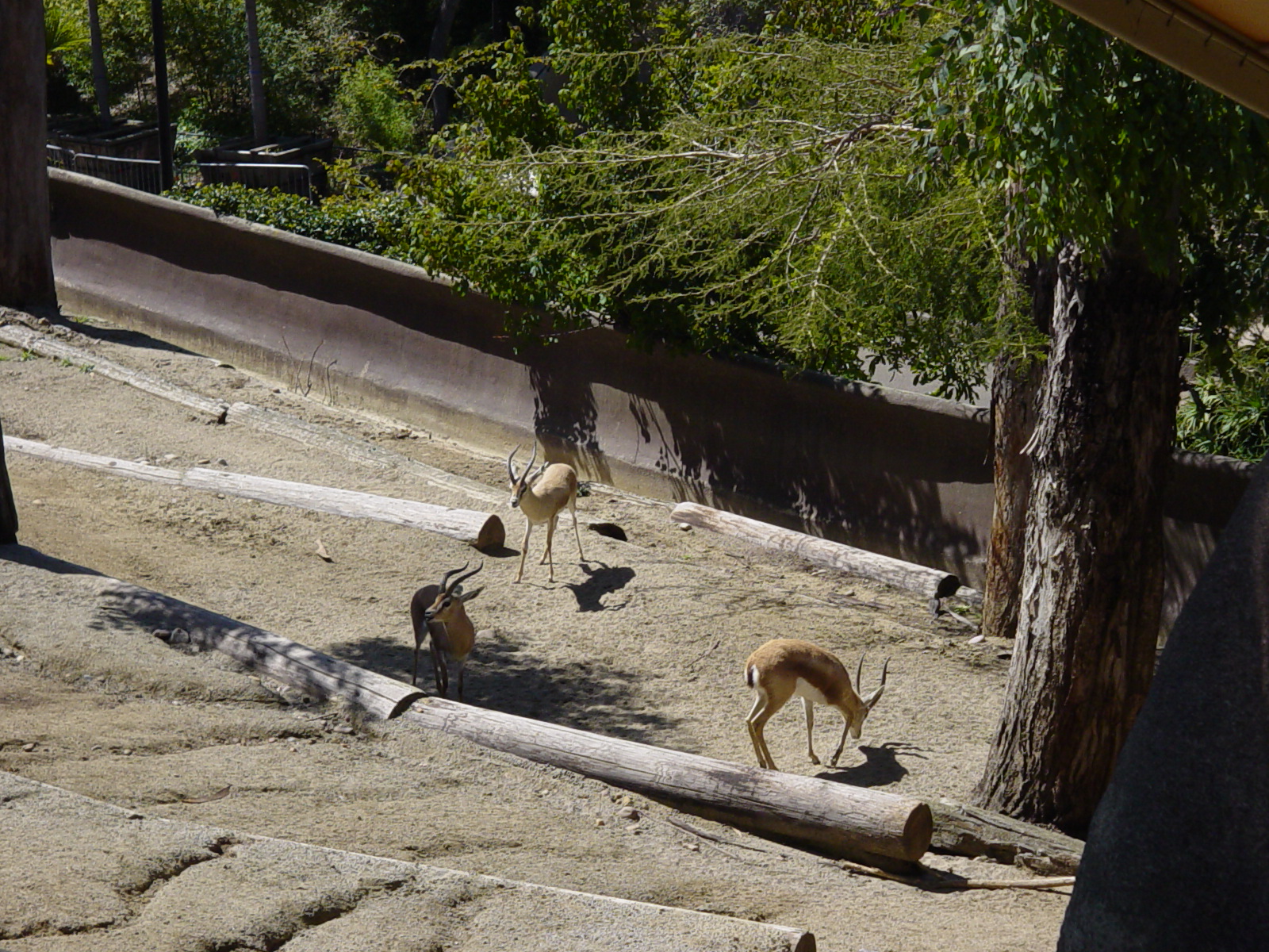 Saharan Dorcas Gazelles