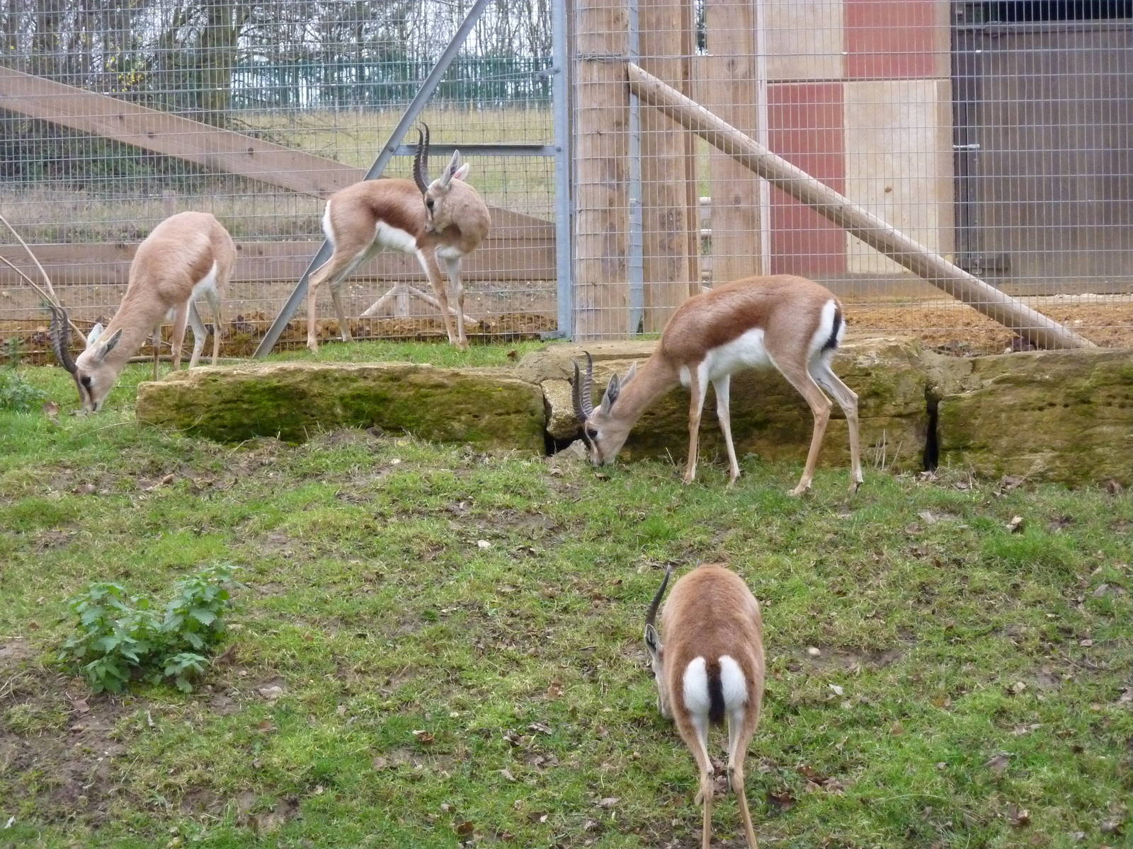 Saharan dorcas gazelles