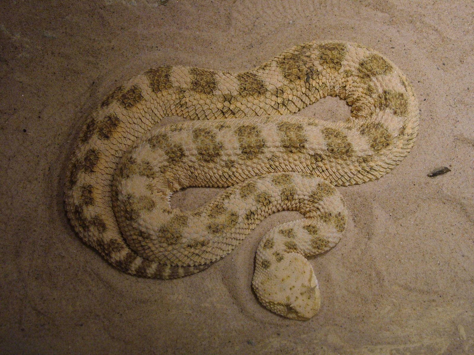 Saharan Horned Viper at West Mids Nov 08