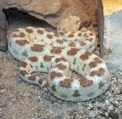 Saharan Horned Viper (Cerastes cerastes)