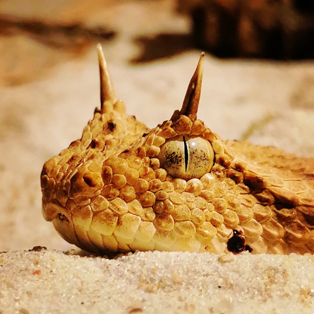 Saharan horned viper (Cerastes cerastes)