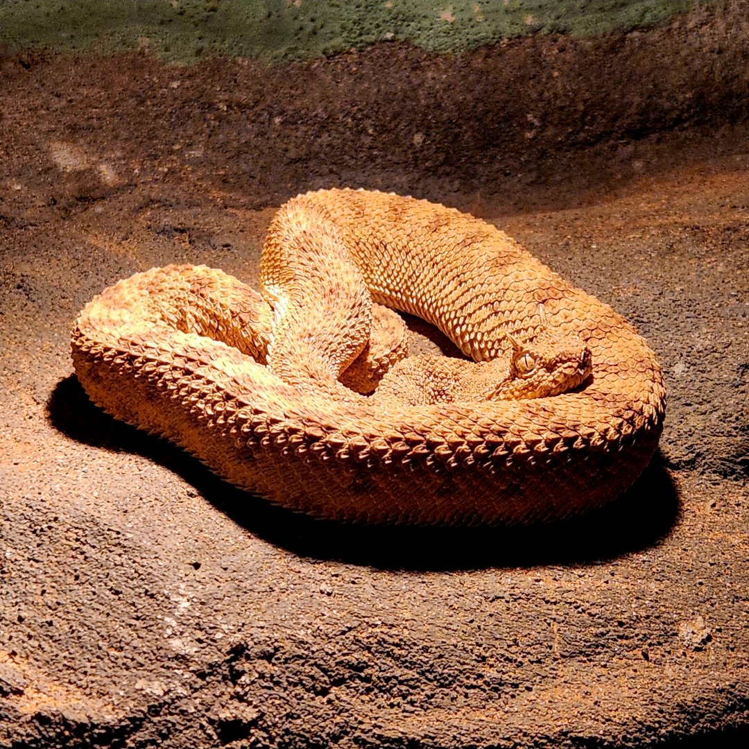 Saharan Horned Viper (Cerastes cerastes)